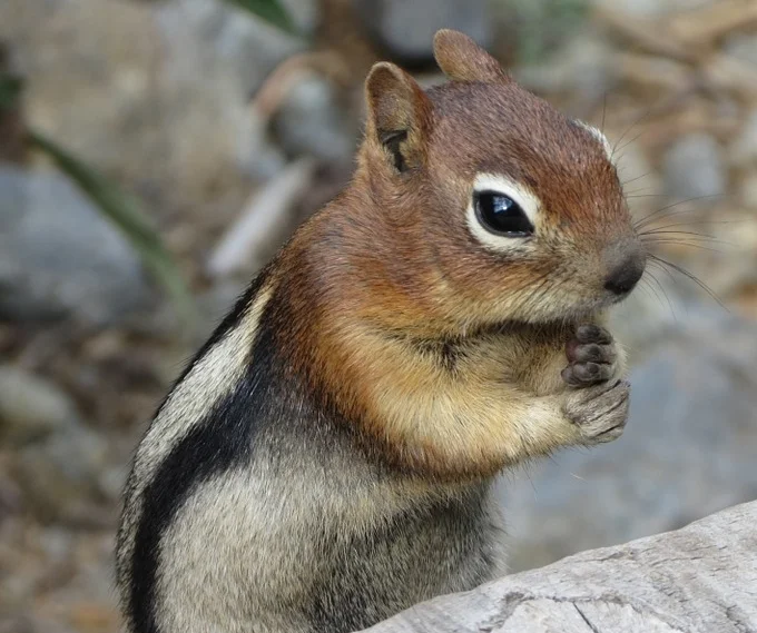squirrel-185162_960_720.jpg