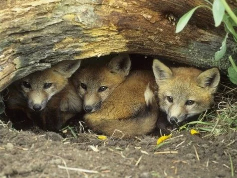 2cf4ea75661d602d4cf602745d705715--baby-foxes-entrance.jpg