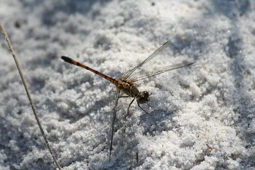 dragonfly-942483__340.jpg