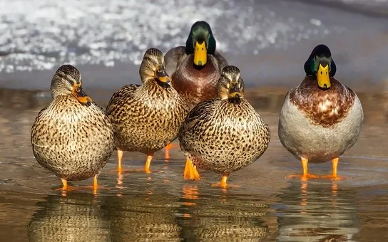 duck-1463317__340.jpg