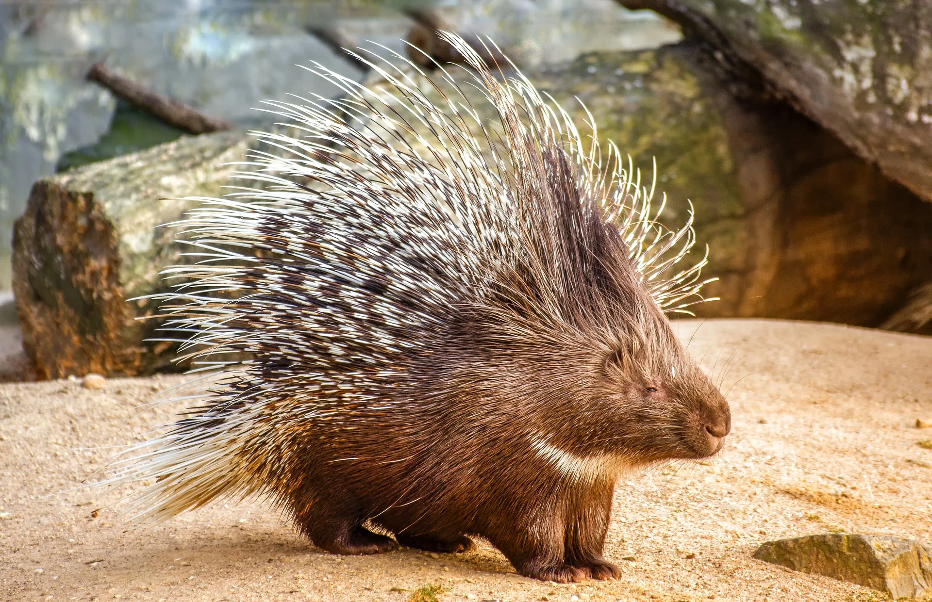 nature-3588682_1920.jpg
