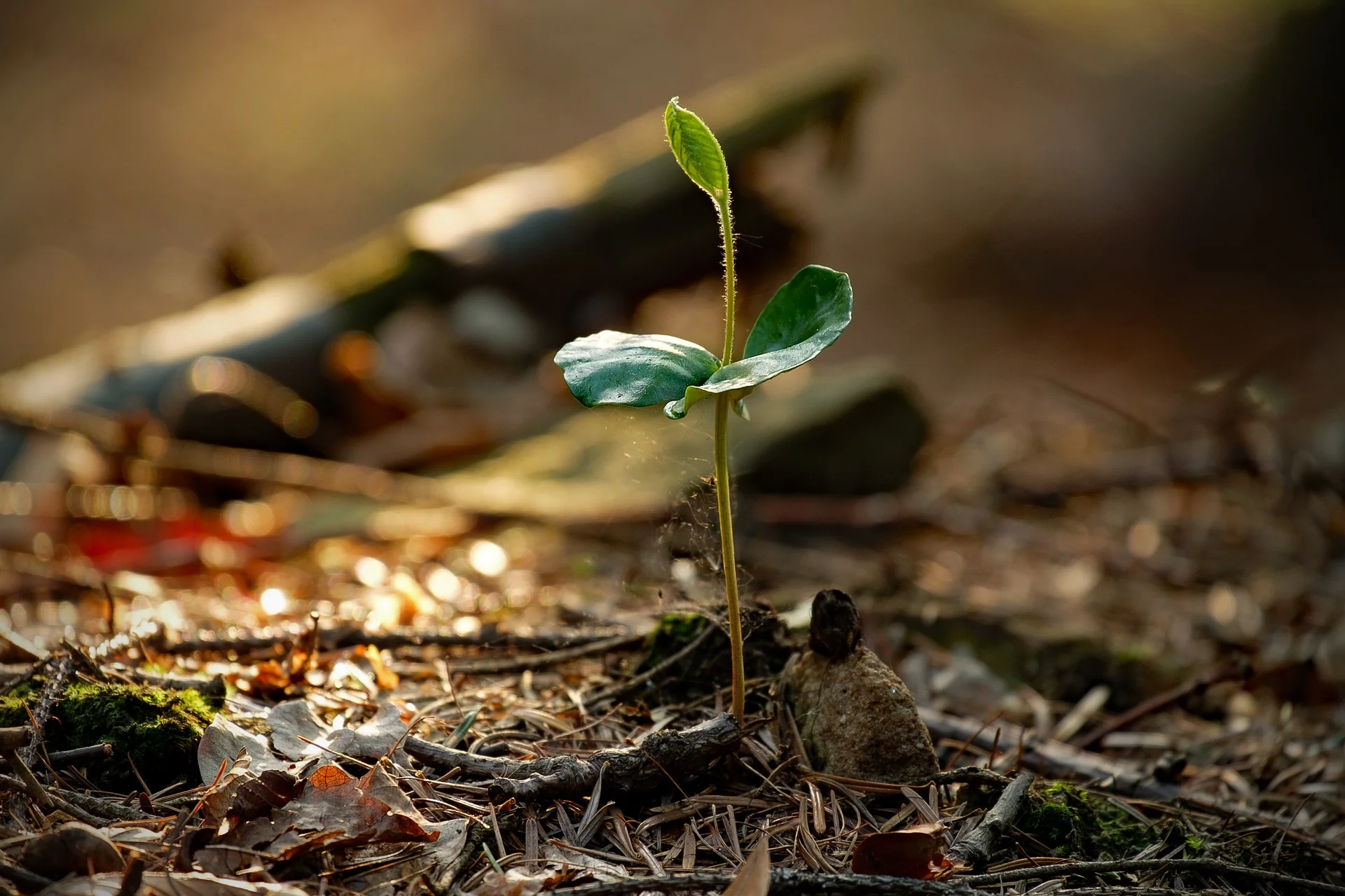 nature-3205257_1920.jpg
