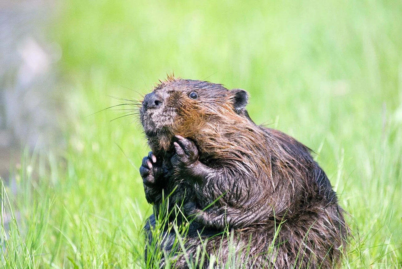 beaver-1448390_1280.jpg