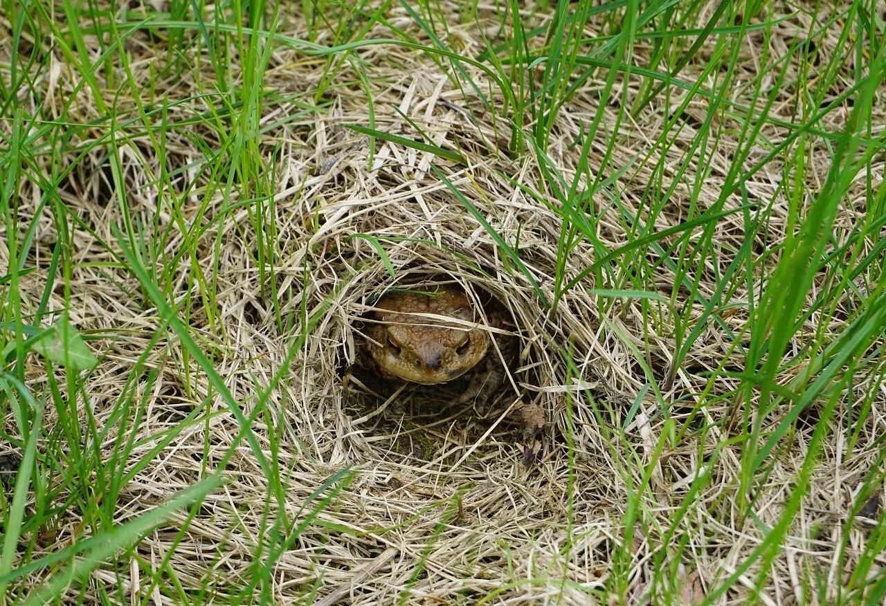 toad-3344632_1280.jpg