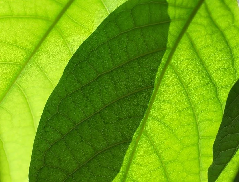 leaves+2.jpg