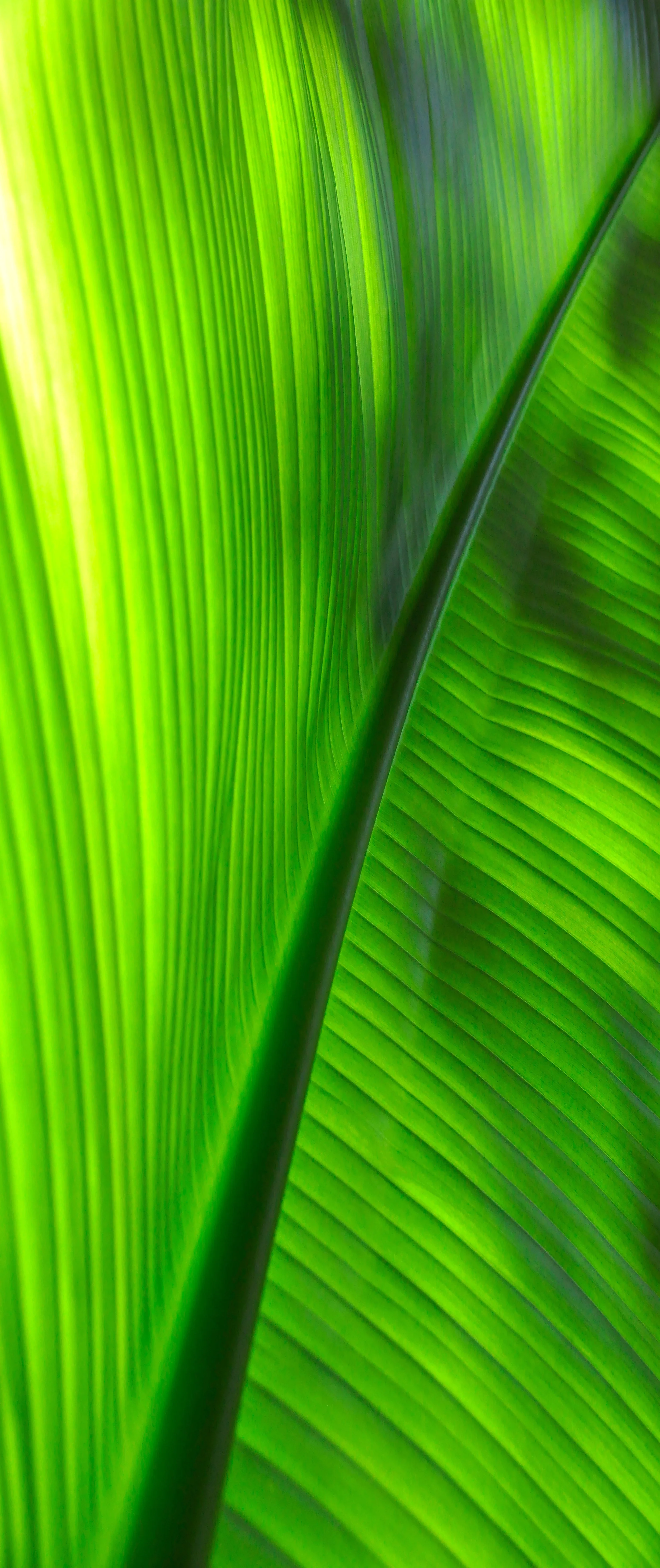 Green with Envy