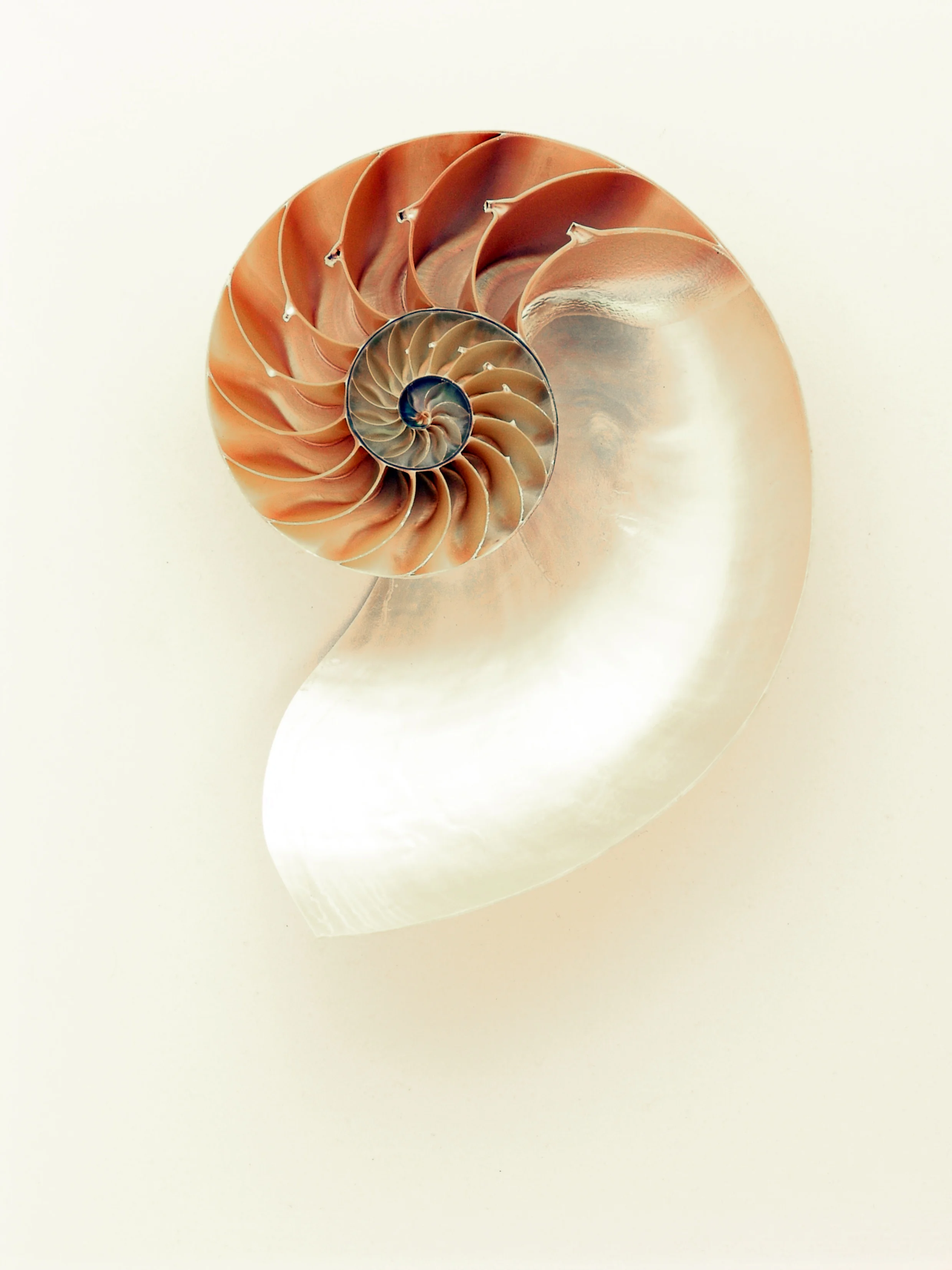 Nautilus 