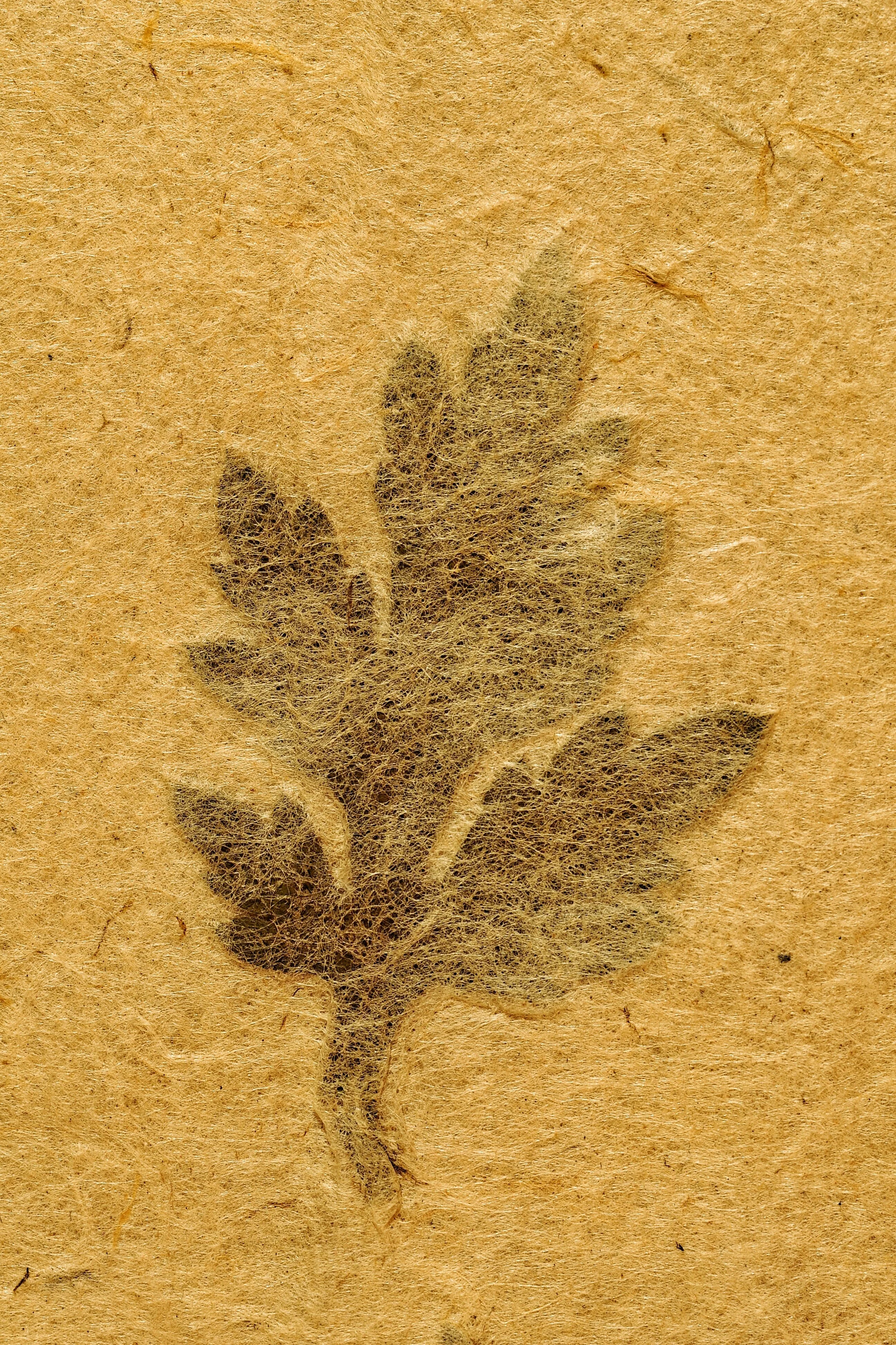 Oak in Paper