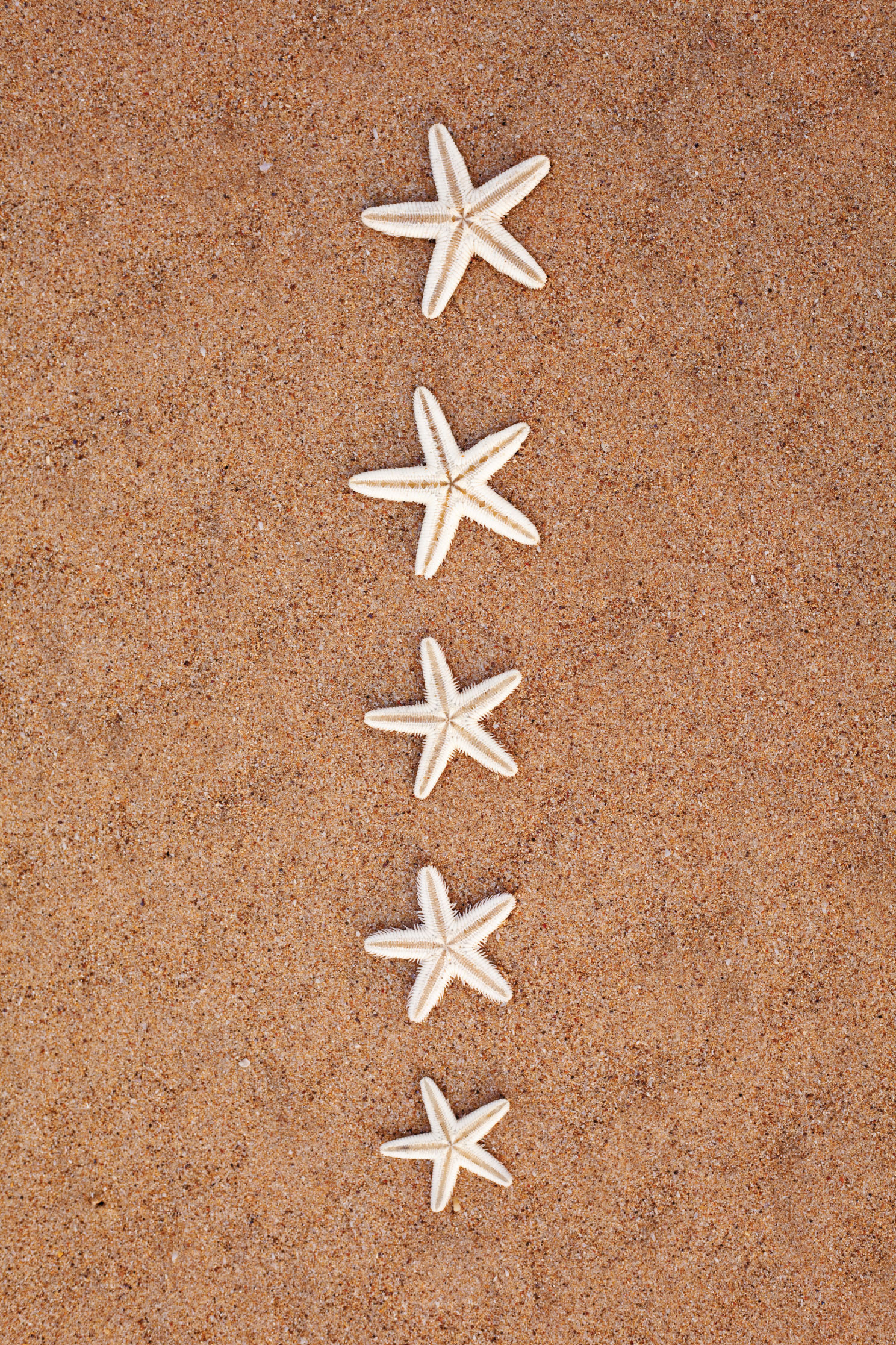 Starfish on Sand 