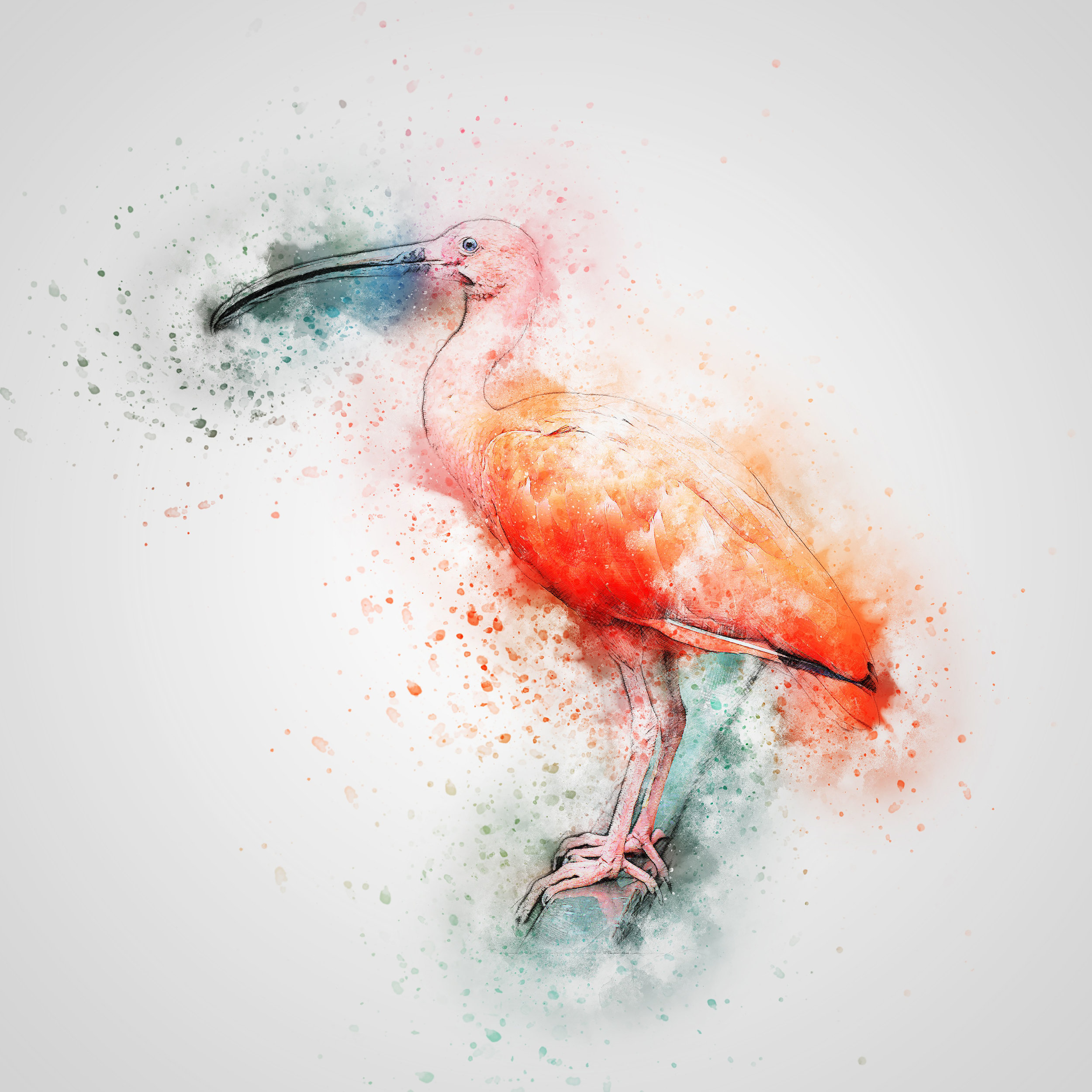 Ibis in Watercolour