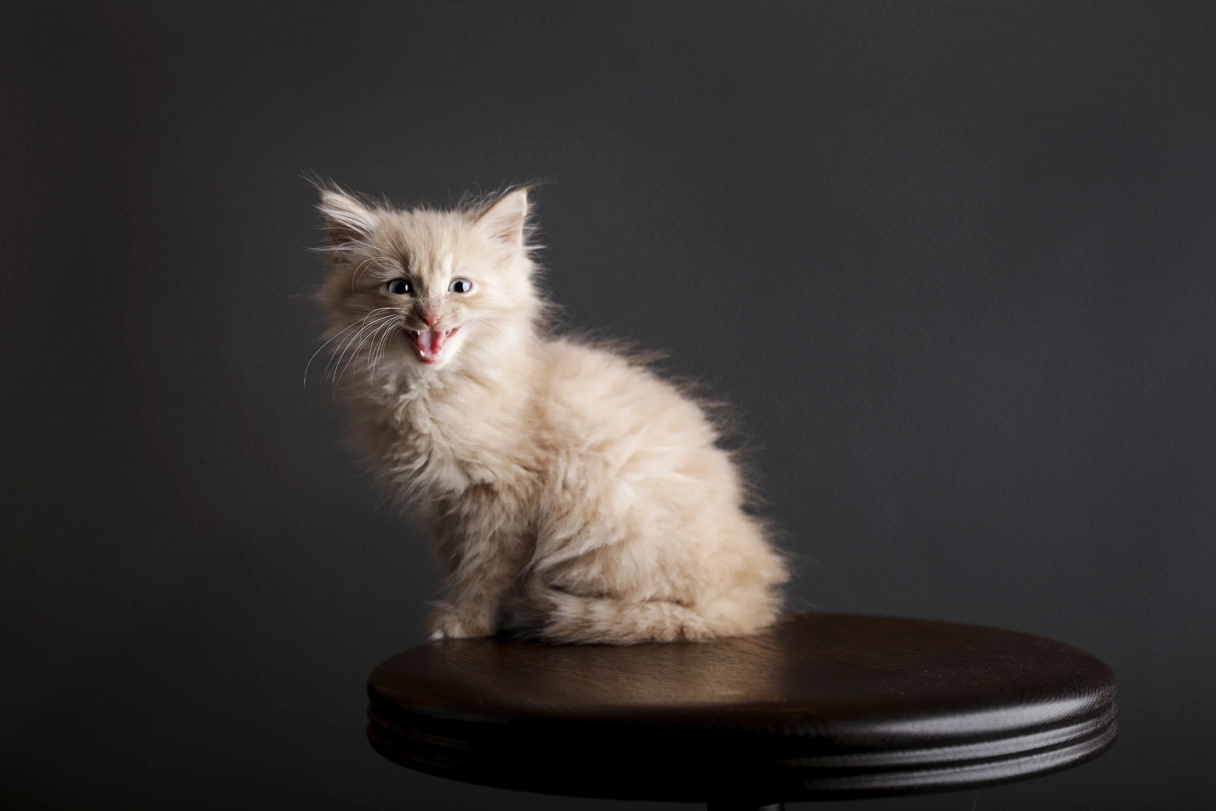 122518 joe & kids_-17 overlay .jpg