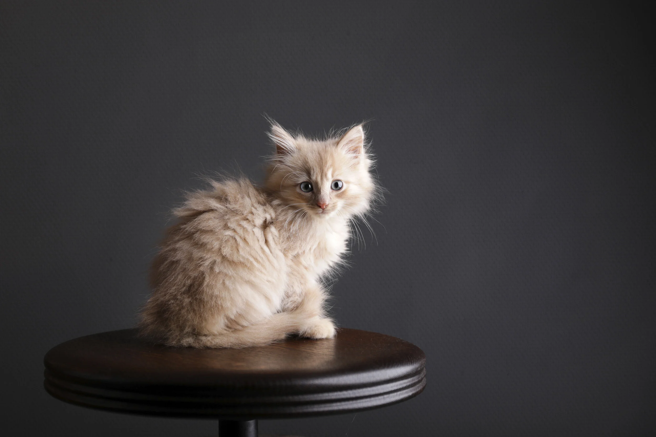 122518 joe & kids_-21 overlay .jpg