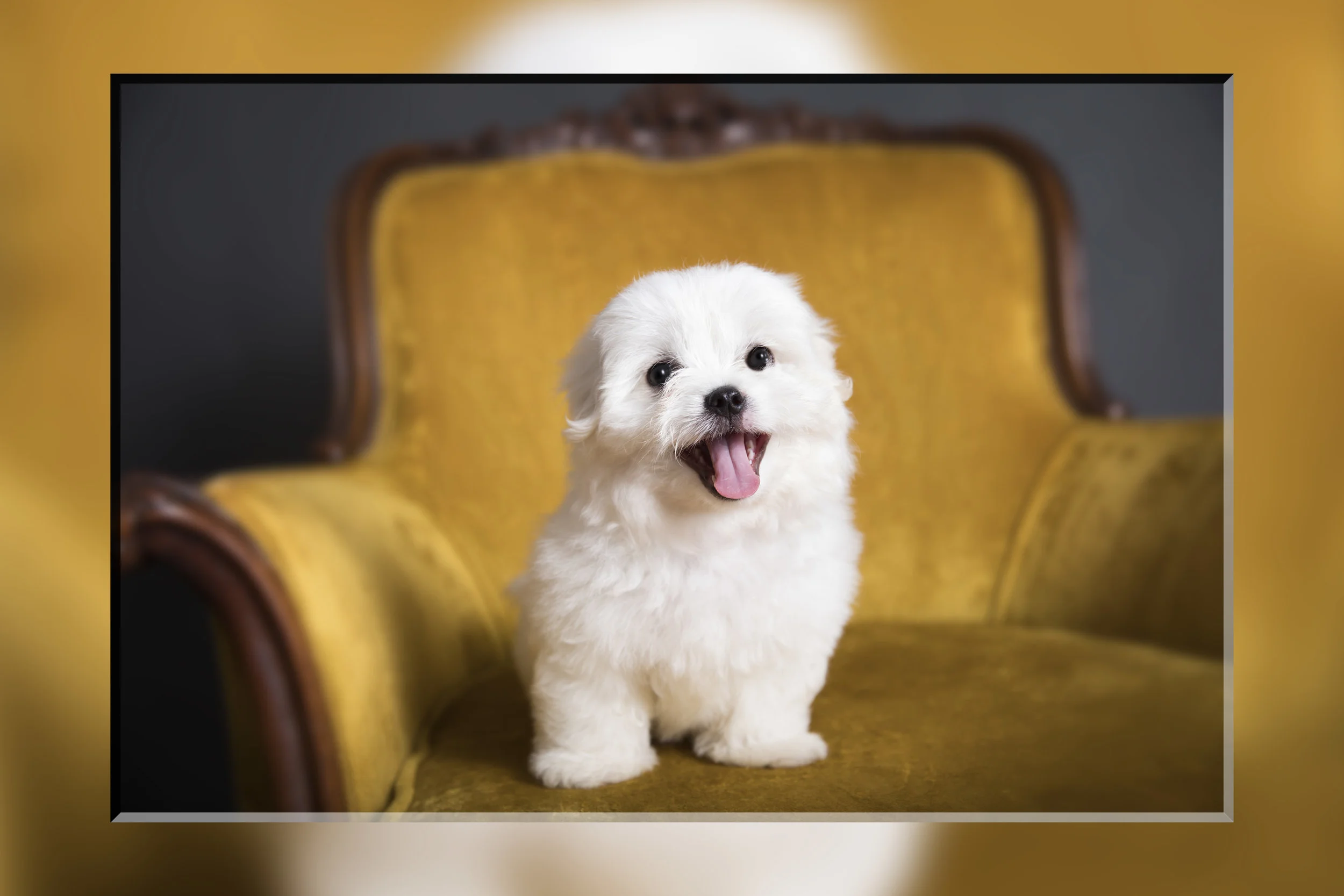 072918 - mello_-9b.jpg