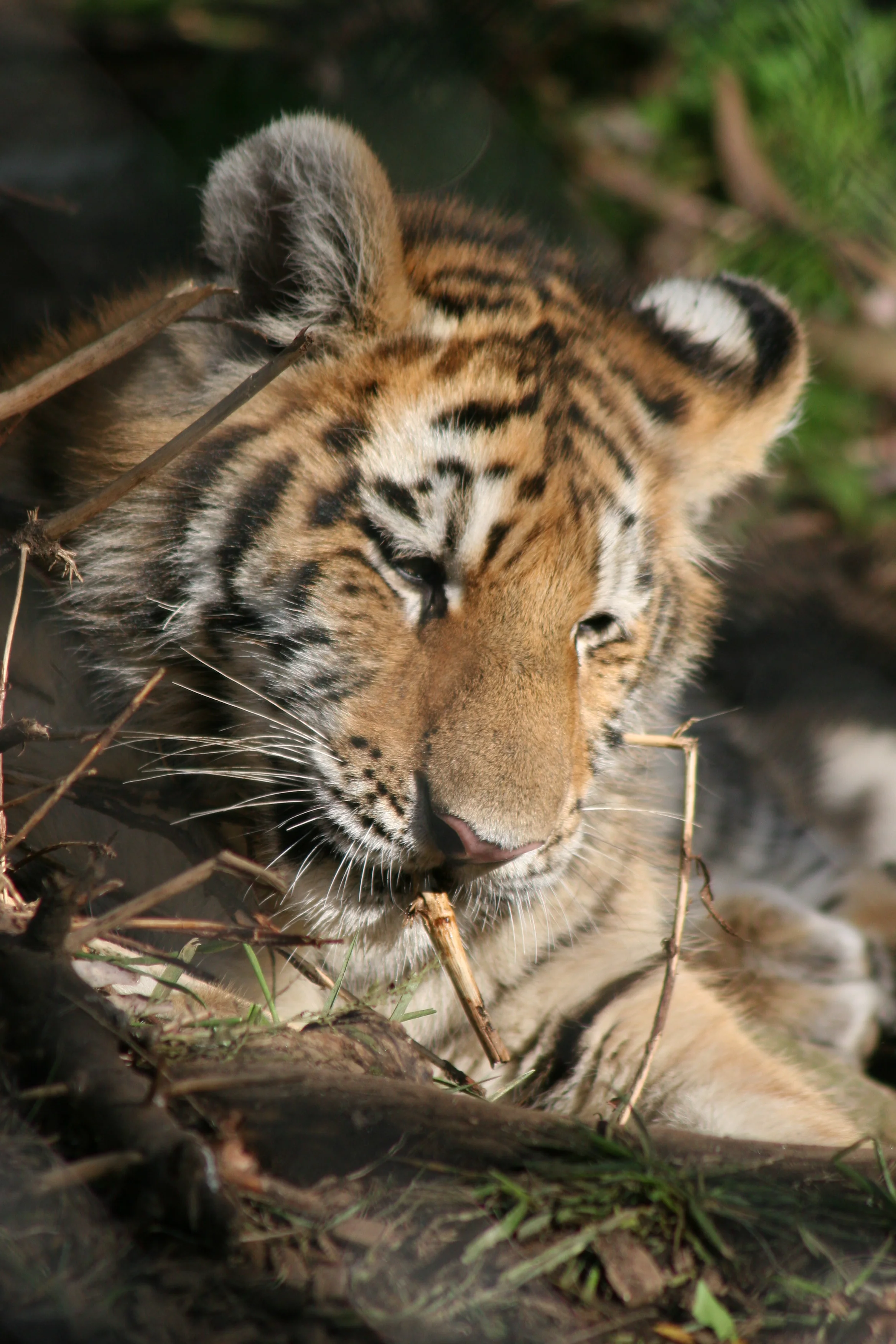 beardsley zoo with kristin 2005 061.JPG