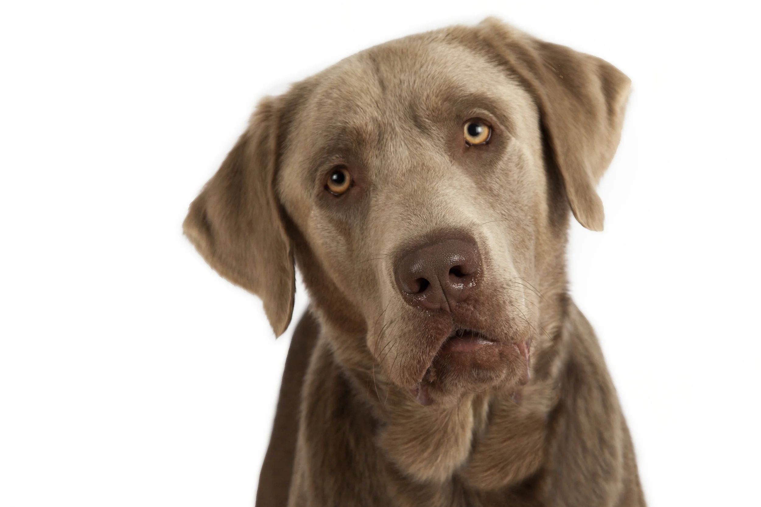 maverick & pru 017.JPG