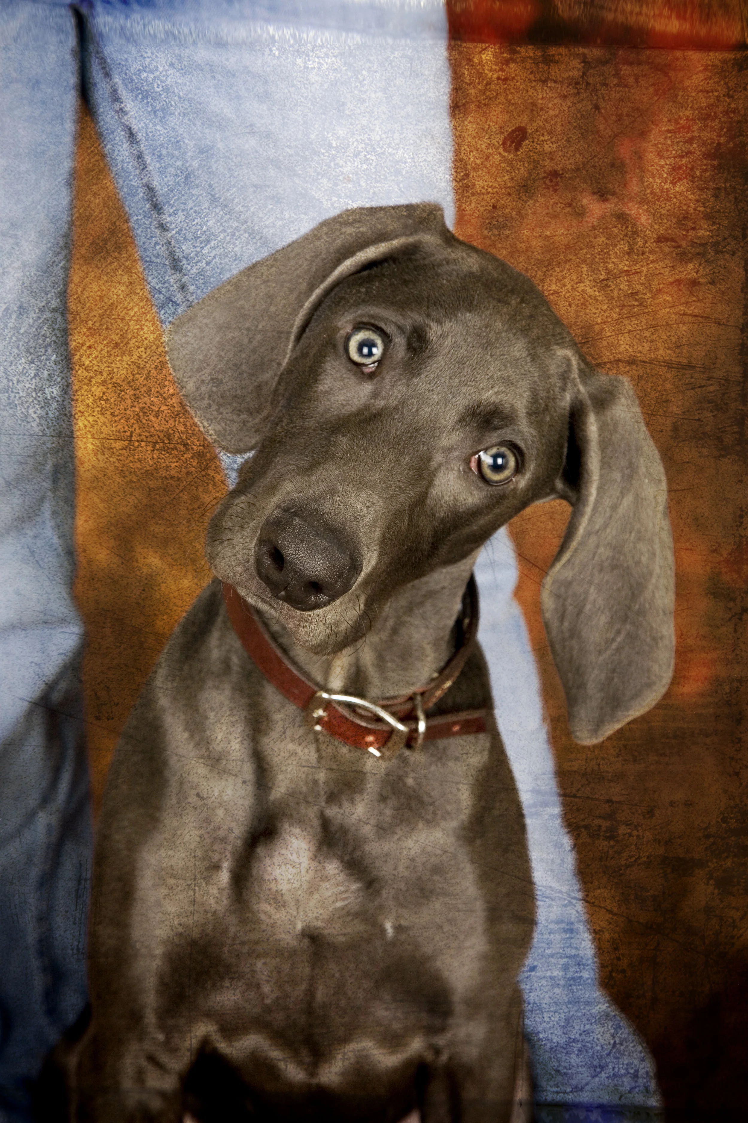 PAWS 1-26-08                     _16.jpg