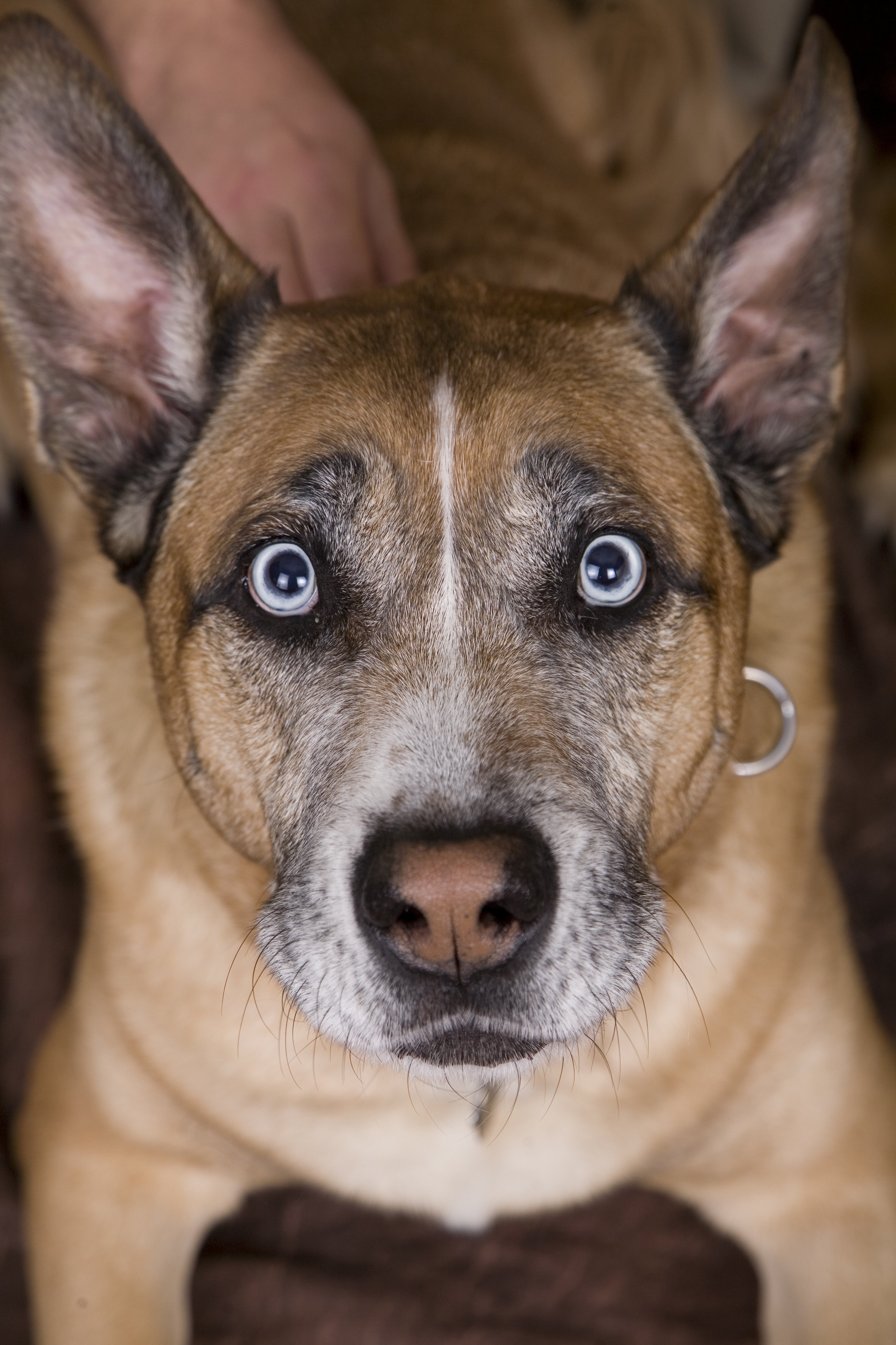 PAWS 1-26-08                     _102 (1).jpg