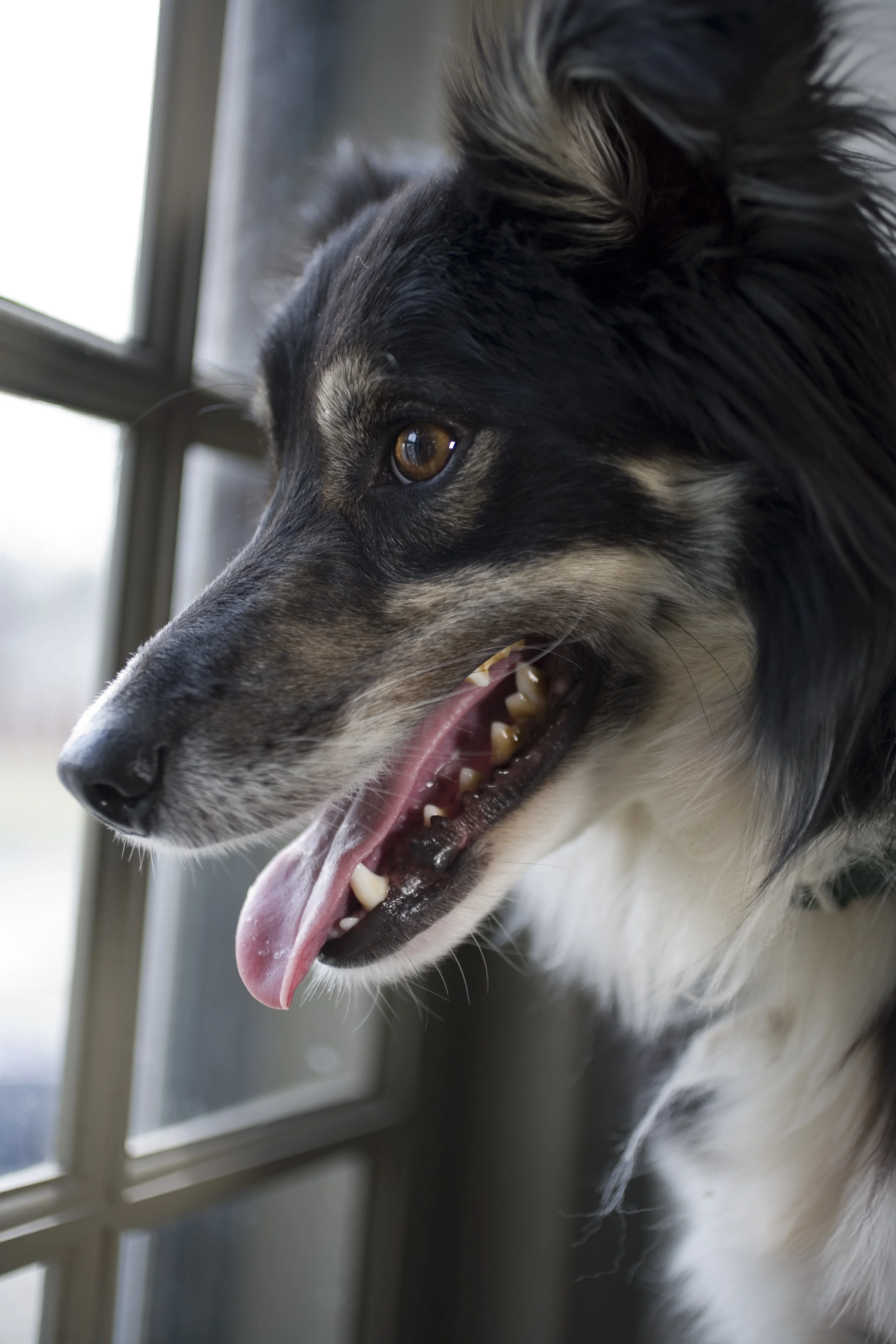 PICTURES FOR PAWS_20.jpg