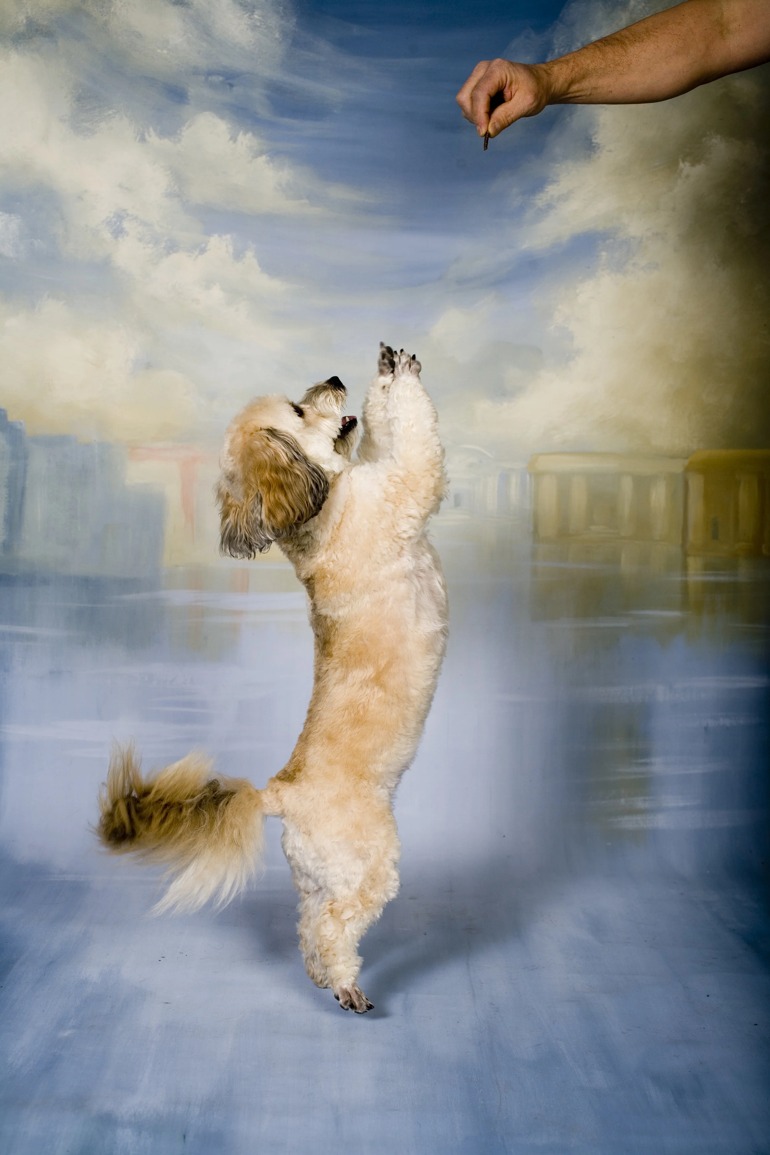 PICTURES FOR PAWS_12.jpg