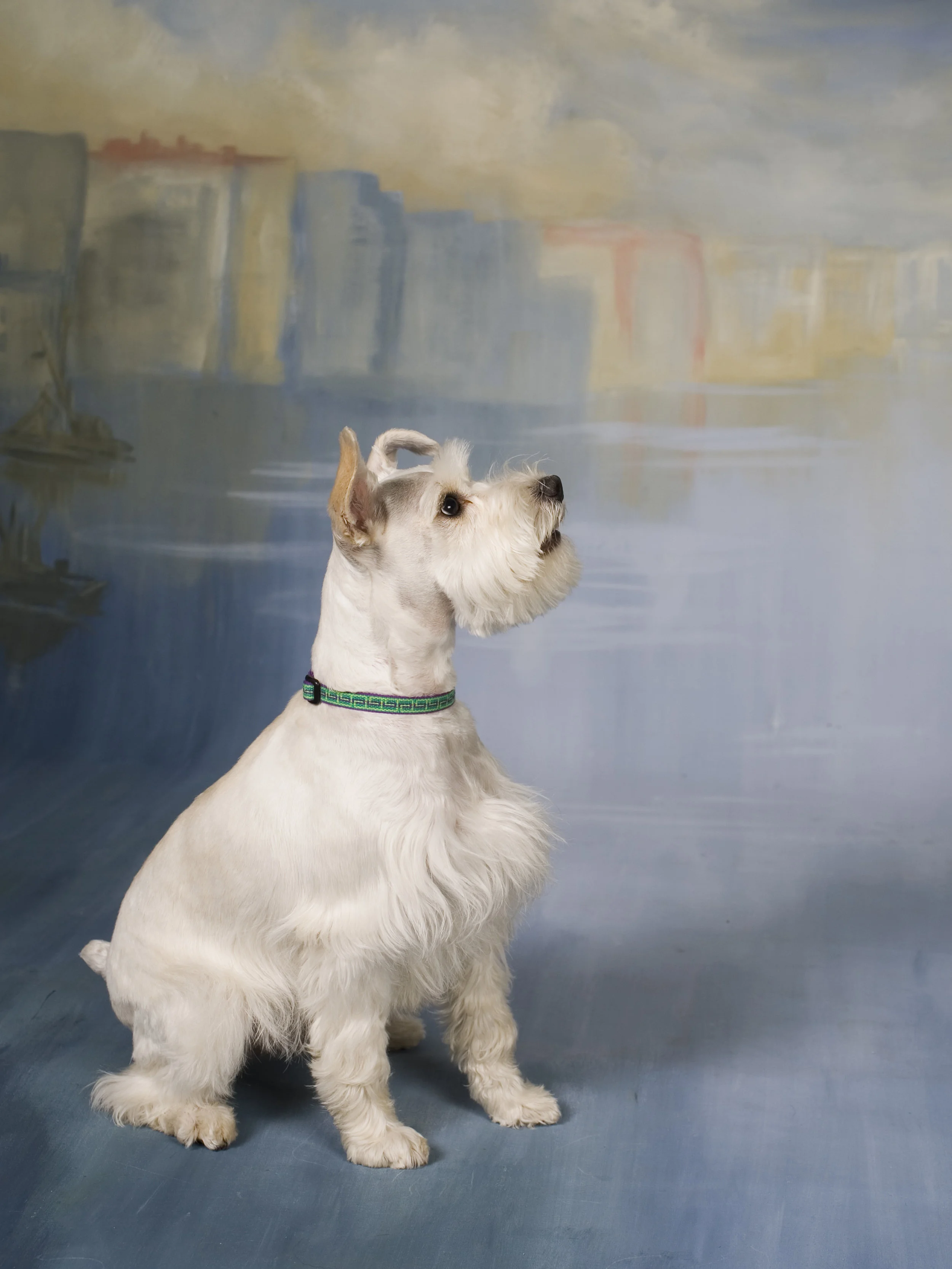 PICTURES FOR PAWS_21.jpg