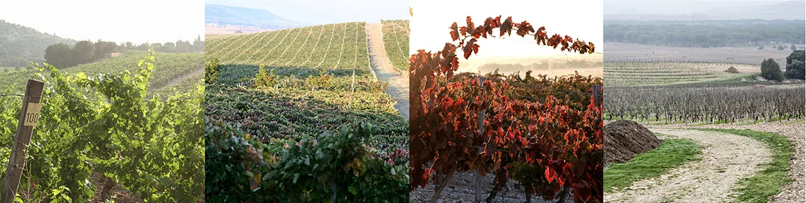 montaje banner viticultura.jpg