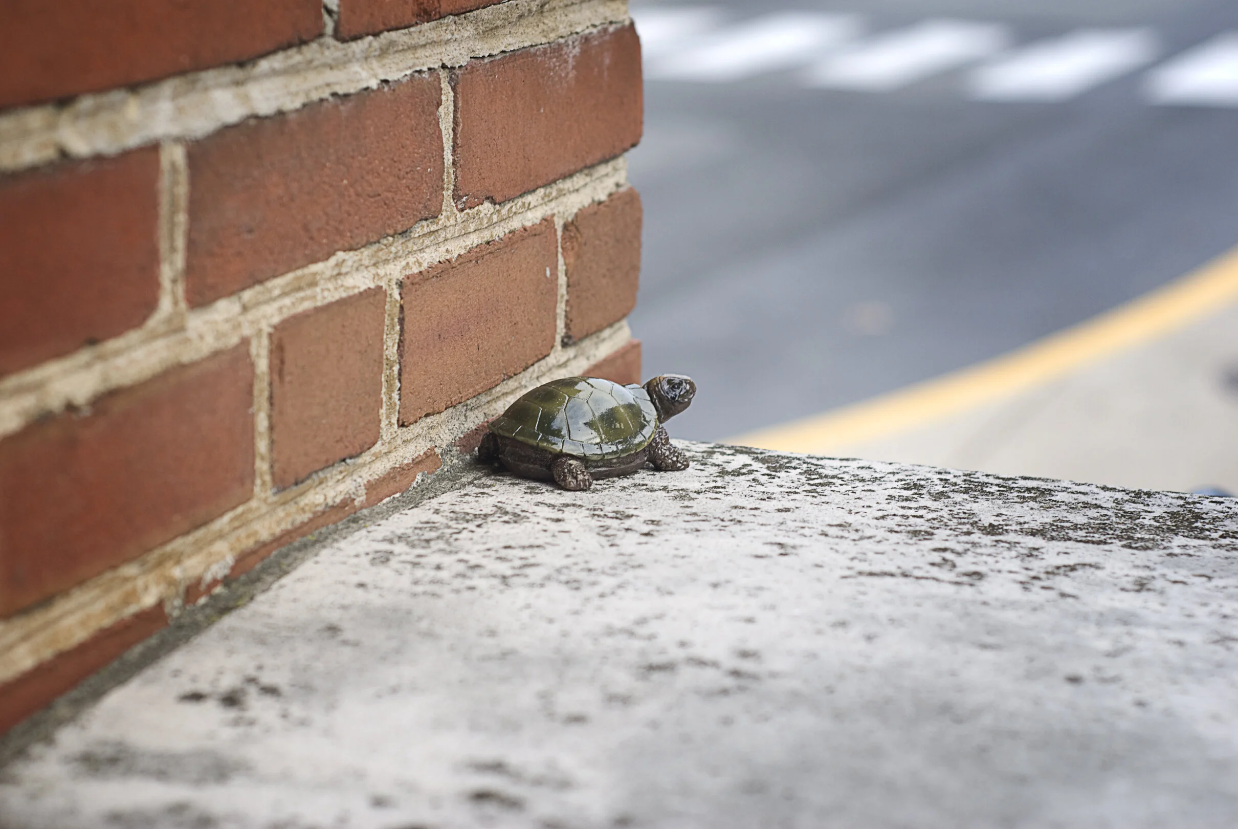 Turtle_Hidden.jpg