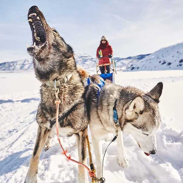 Luna-Lobos-Dog-Sledding---dog-howling.jpg
