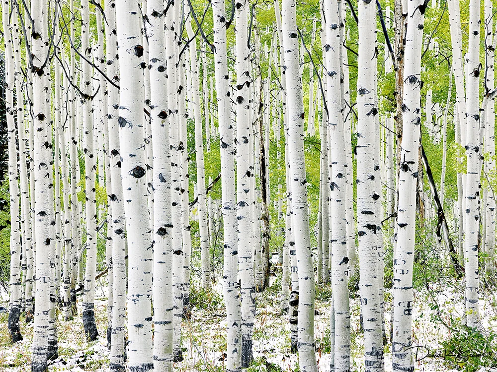 The+Aspen+Family.jpeg