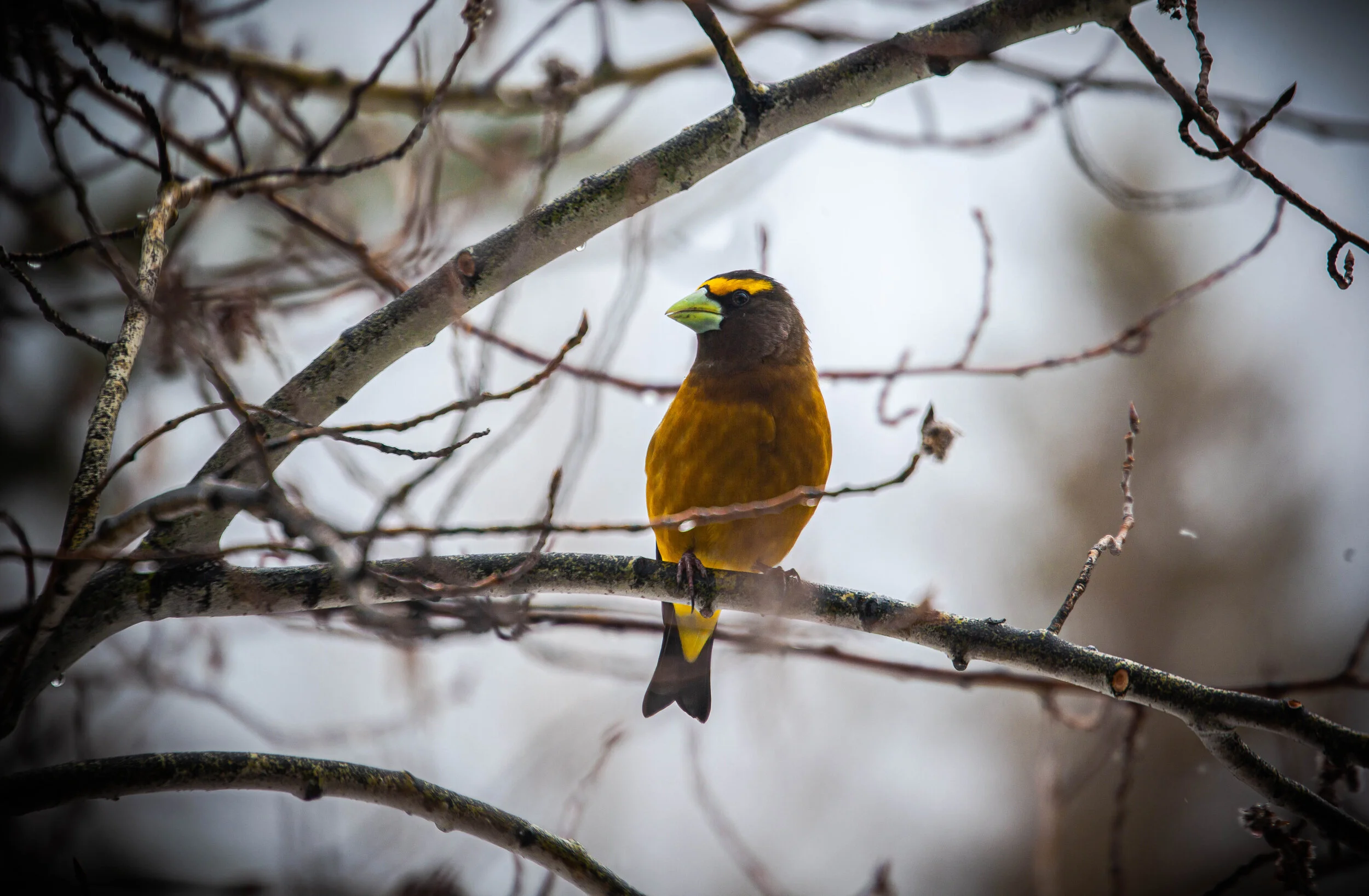 EveningGrosbeak.jpg