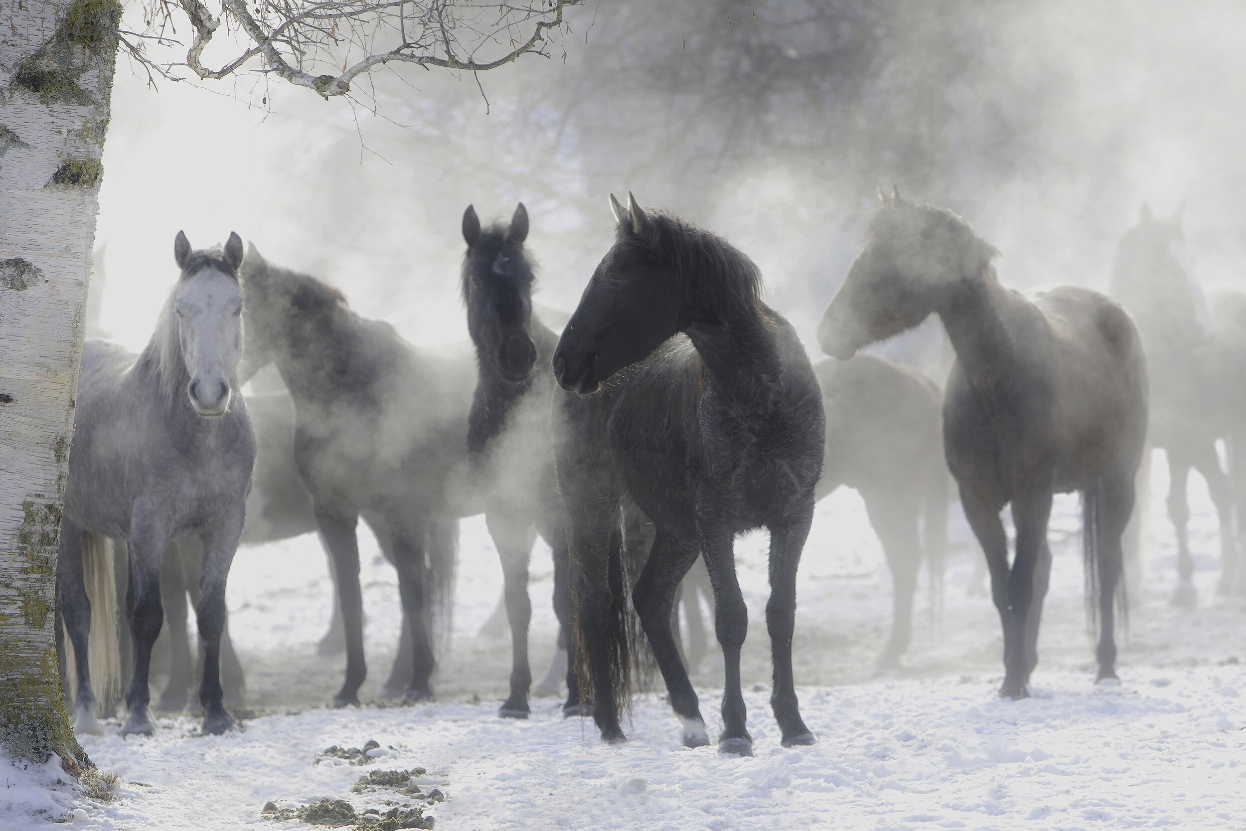 Horses in the Mist, Larry Calof // Park City, UT (Senior Citizen)