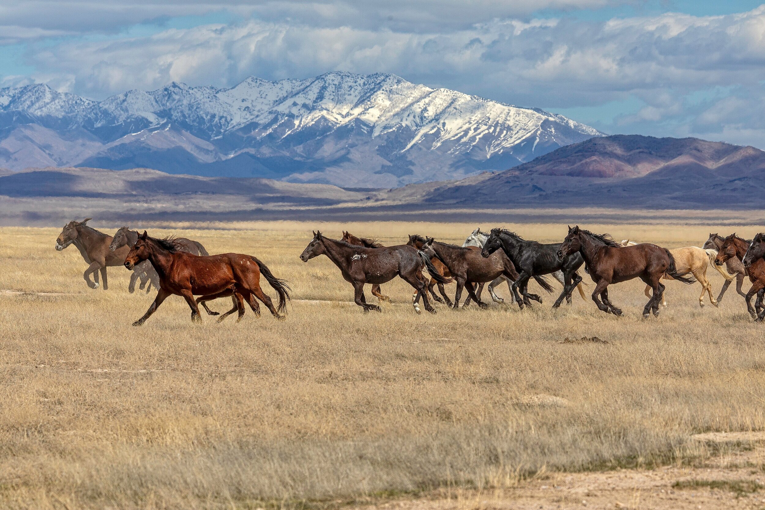 Wild Mustangs, Lary Calof // Park City, UT (Senior Citizen) 