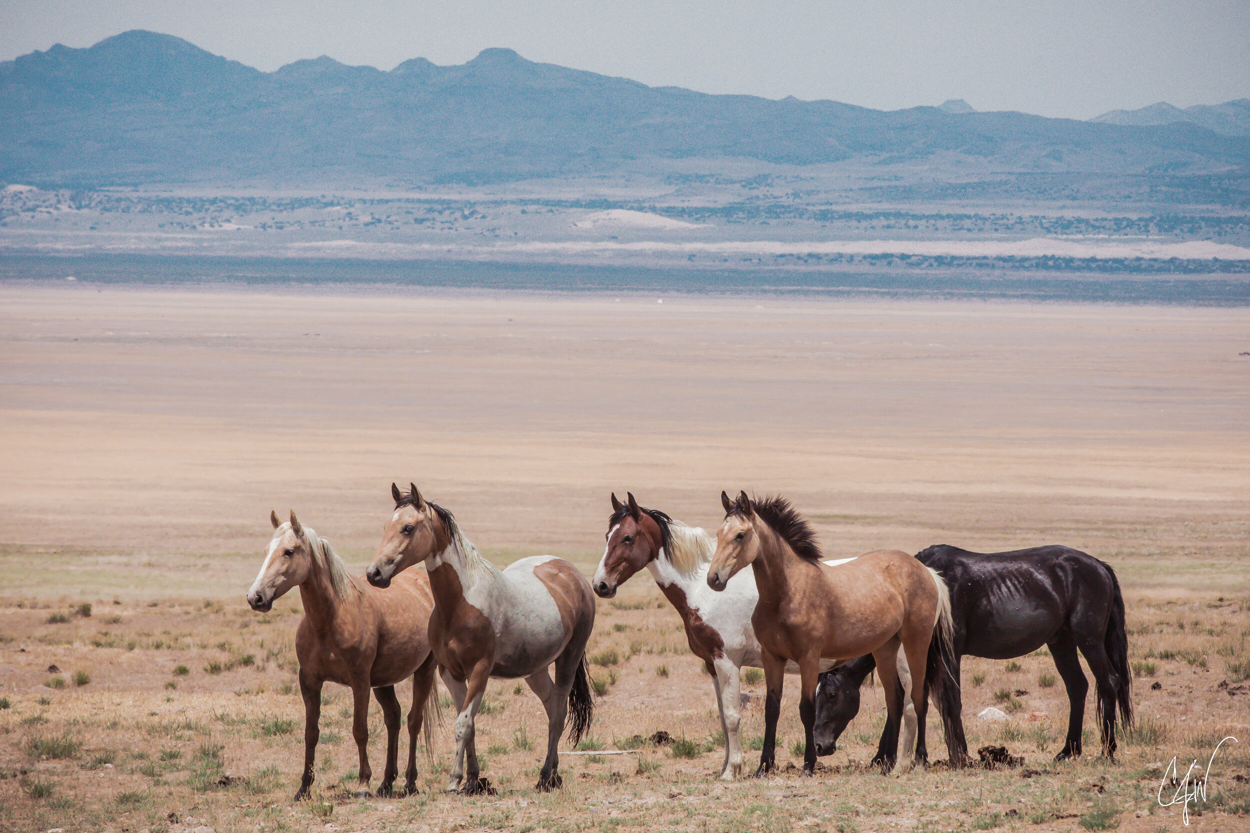 Wild Horses in the Desert, Claire Wiley // Park City, UT (Professional) 
