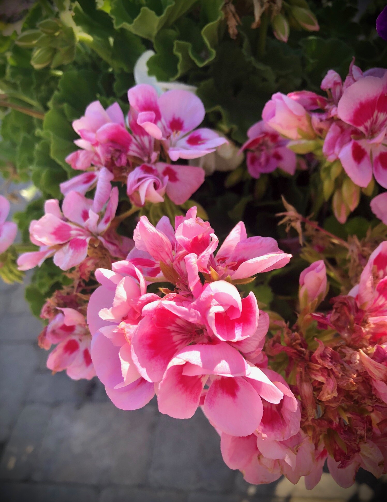 Flowers, Erika Downard // Coalville, Utah (Juniors) 
