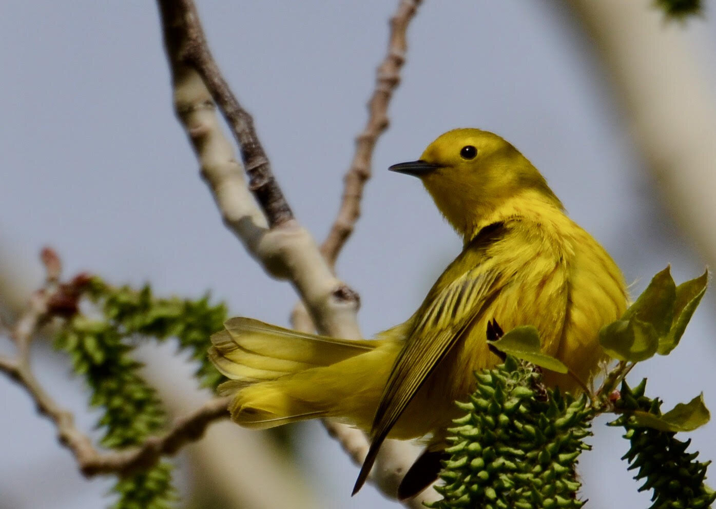 Yellow Warbler, Judy Merry // Park City, UT (Amateur) 