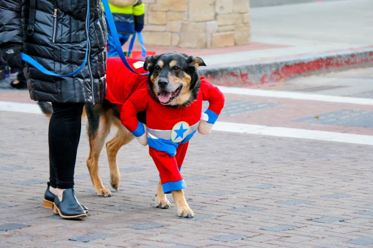 Howl-O-Ween Returns to Main Street Oct. 31