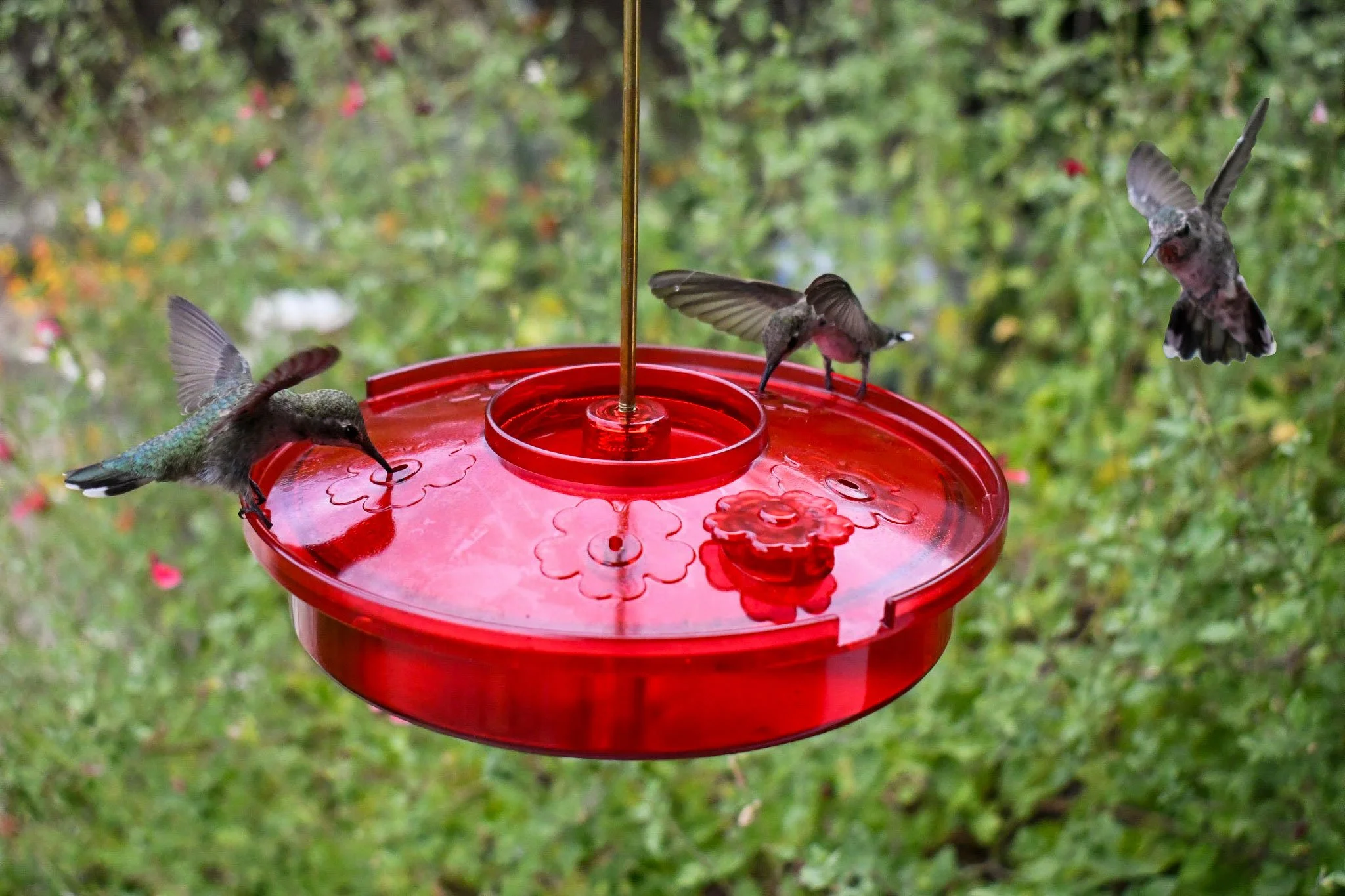 Songbird Essentials Hummingbird Haven Feeder – 16 oz