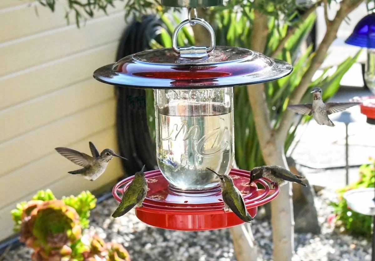 Birds Hovering over feeder