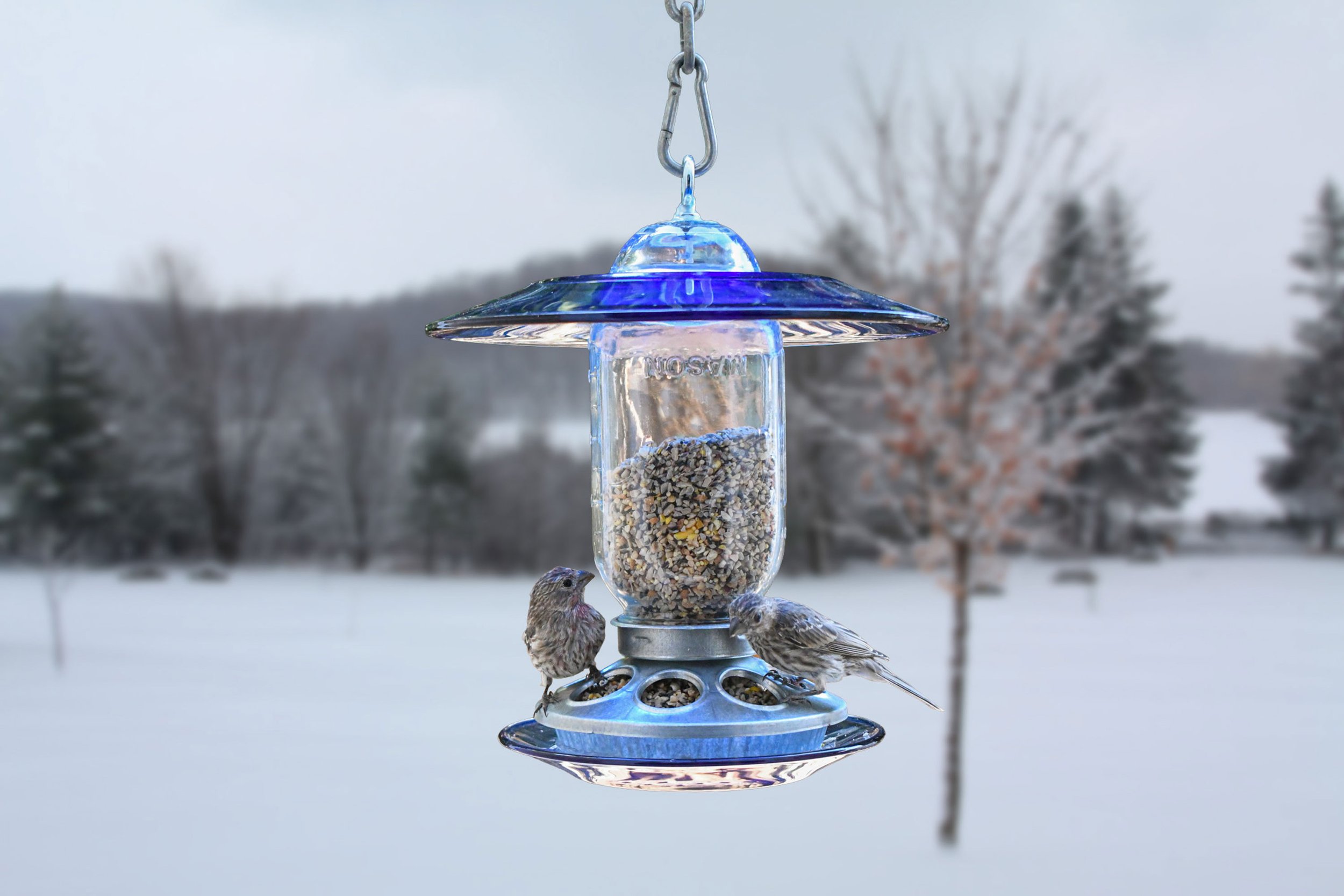 rRoyal blue glass hanging bird feeder with songbirds feeding in a snowy winter landscape