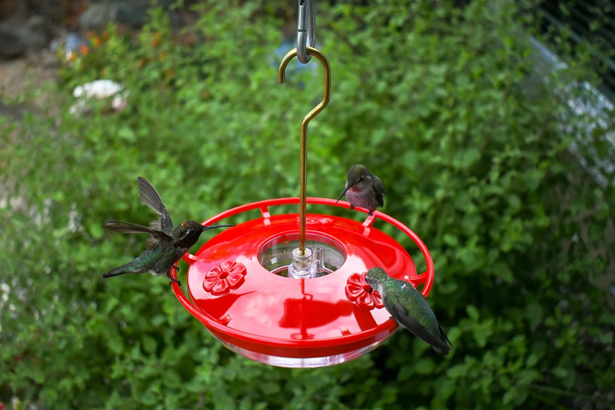 Four hummingbirds feeding from the Aspects HighView Mini 8 oz hummingbird feeder with built-in ant moat in a backyard garden.