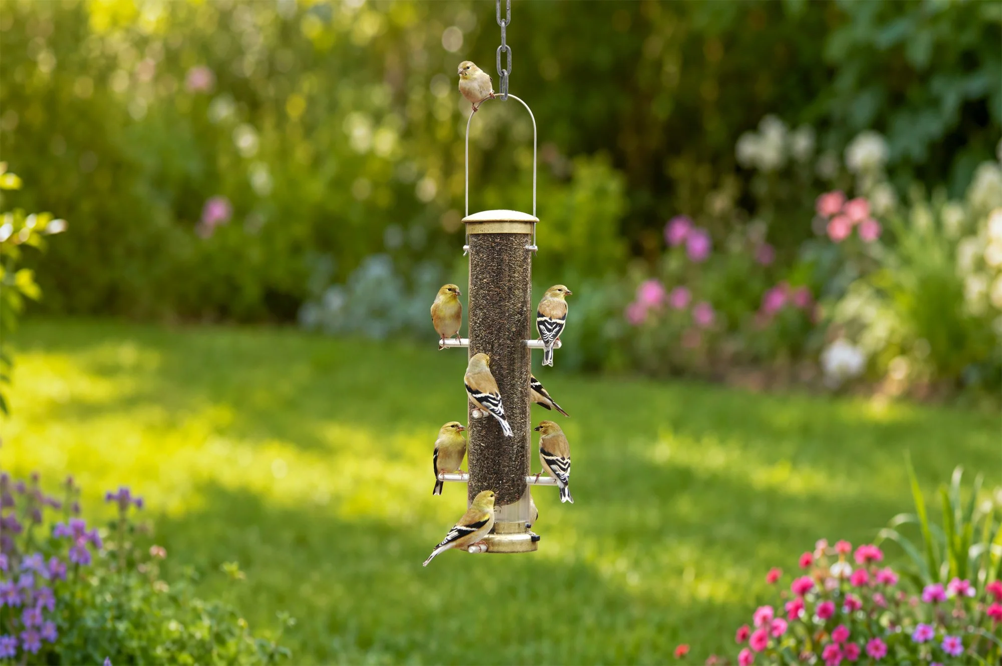 Aspects 402 Quick Clean antique brass Nyjer finch feeder with American goldfinches feeding in a colorful summer garden.