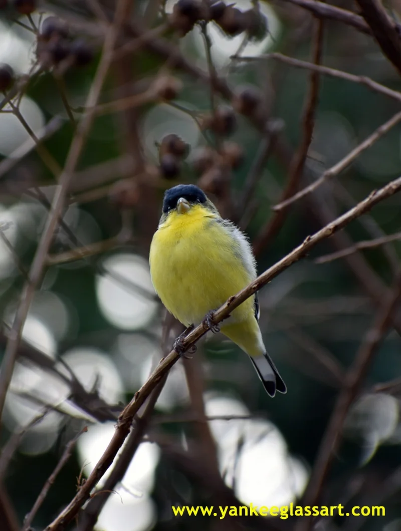 Waiting for his turn at the Yankee Glass Art Bird Feeder!