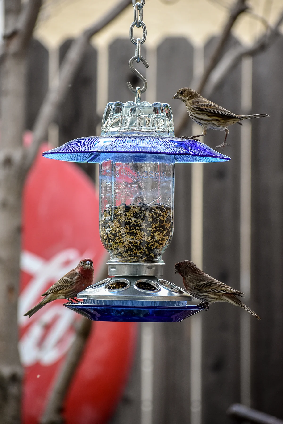 Birdfeeder286H.jpg