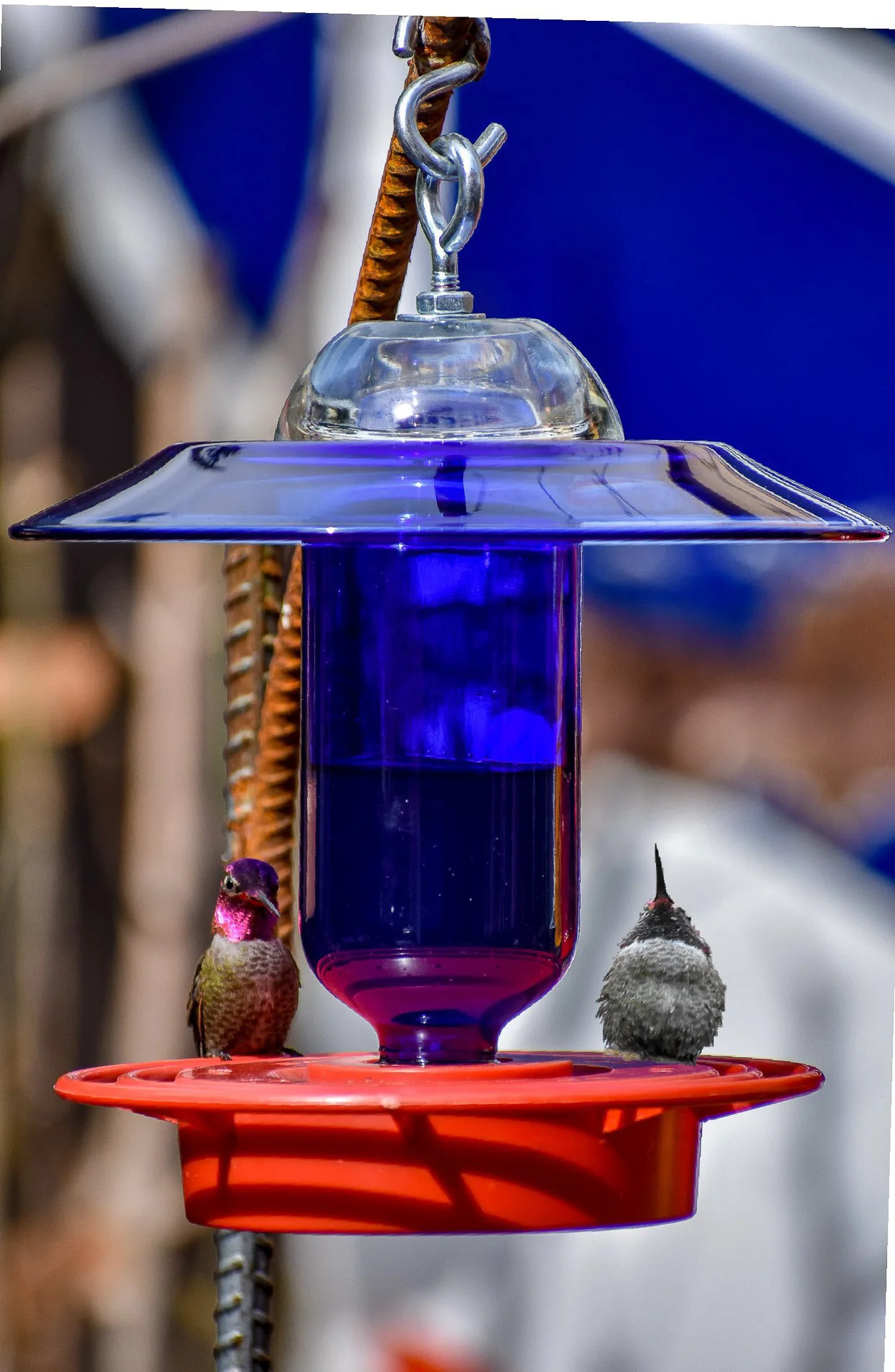 Hummingbird Feeder No Drip Bee Free Clear 16 0z Cobalt Blue