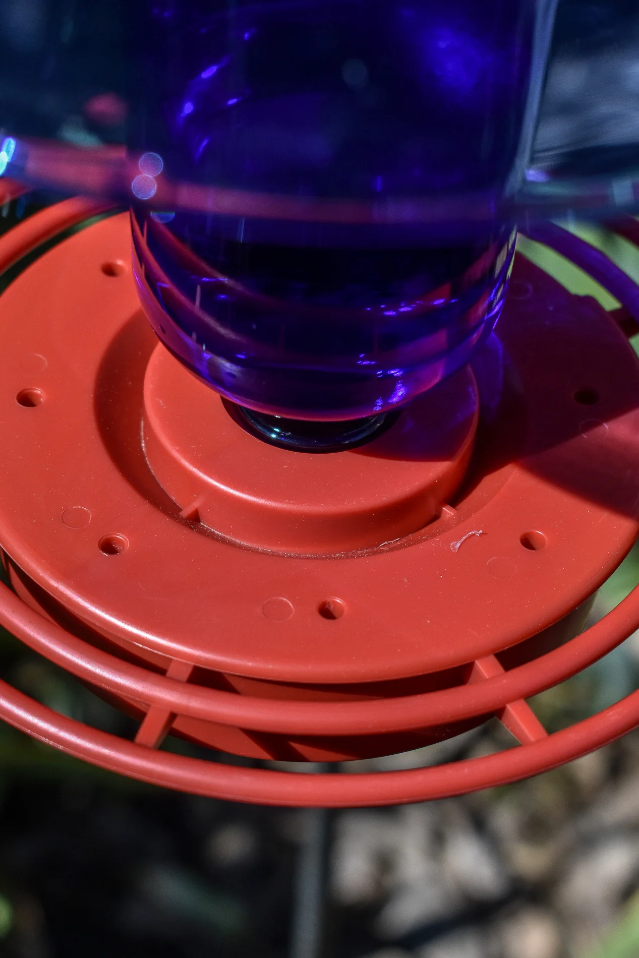 Hummingbird127D.jpg