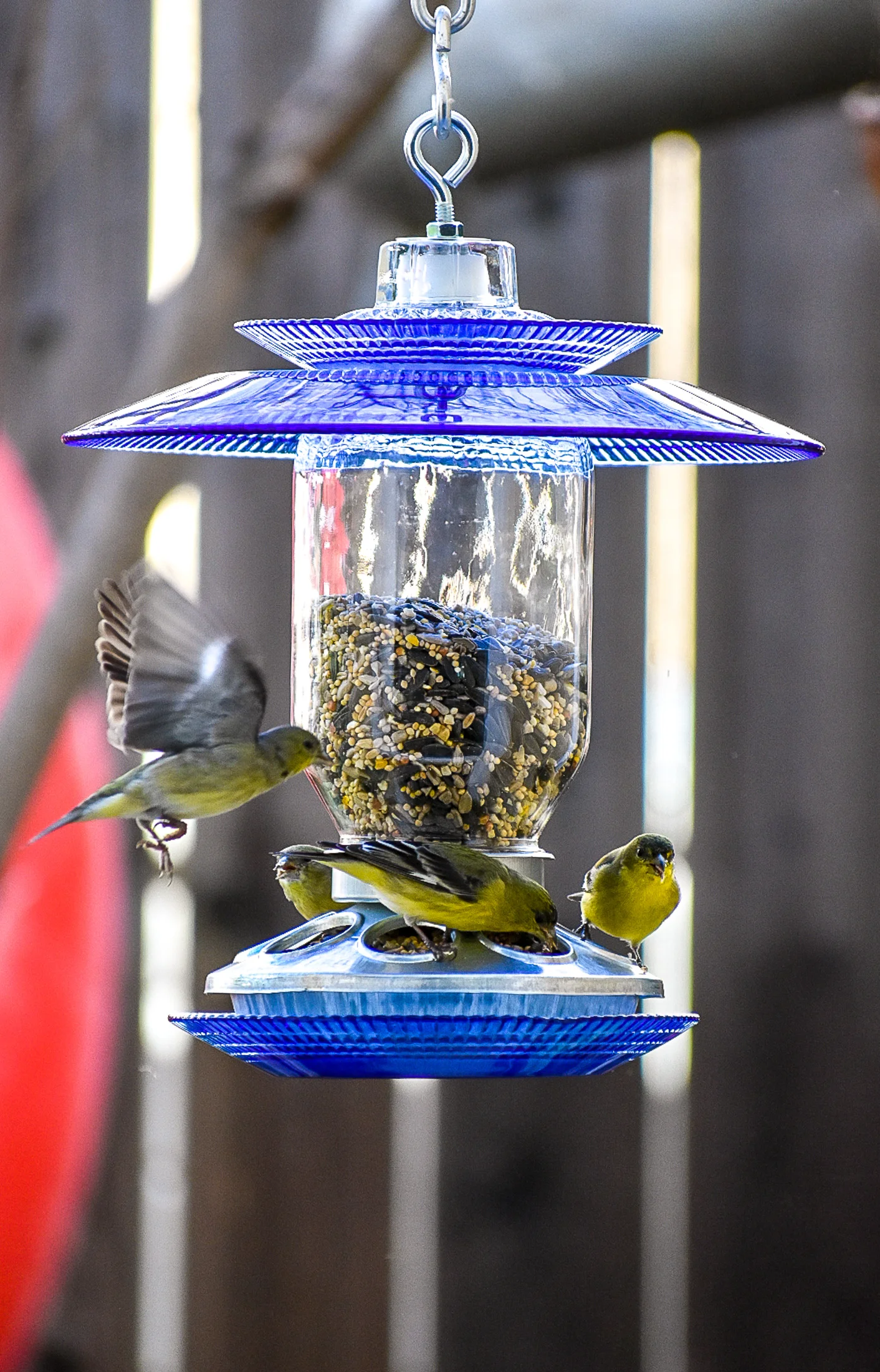 Blue Berry Feeder Bird Feeder Handmade Mason Jar Great Gift For
