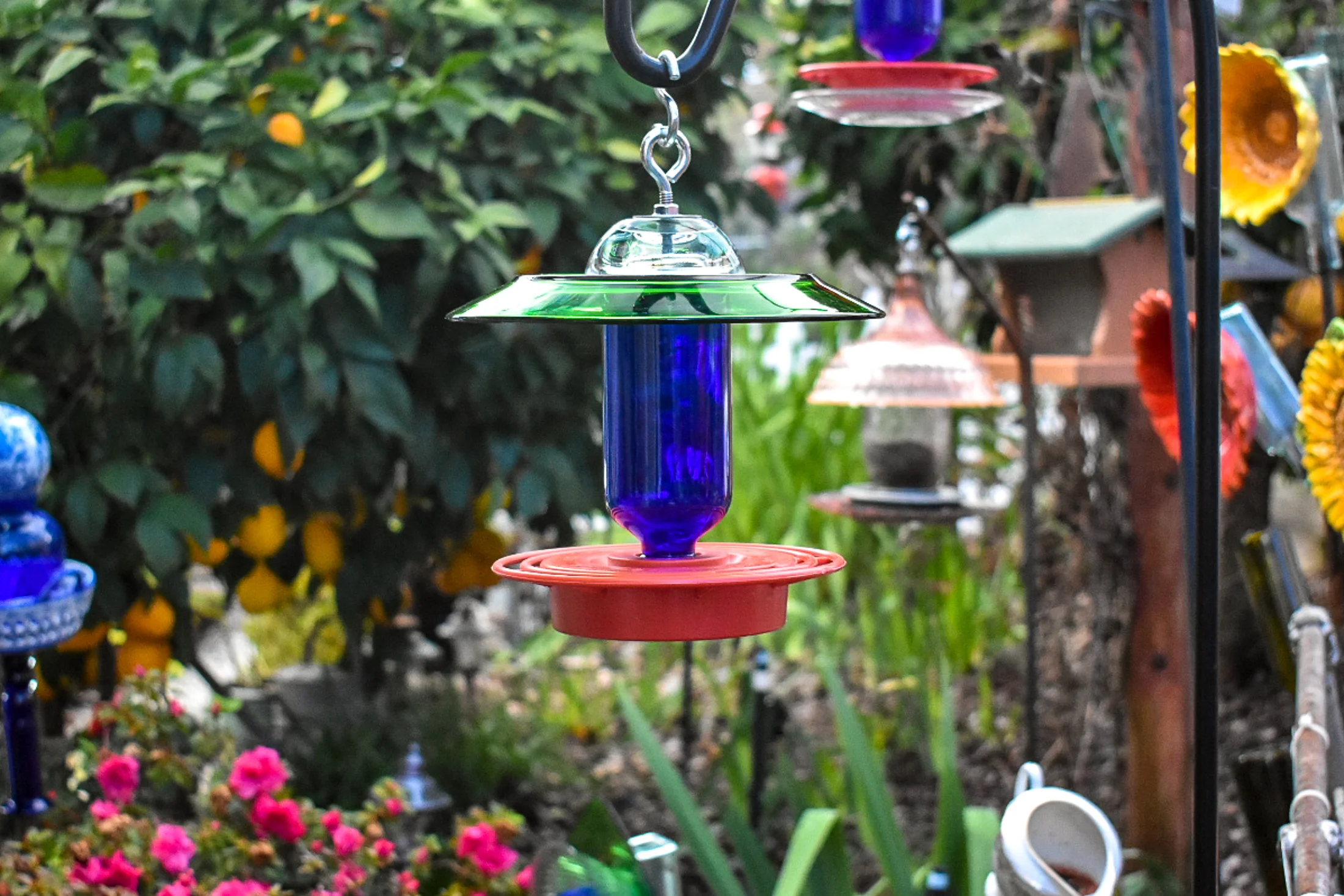 Hummingbird259c.jpg