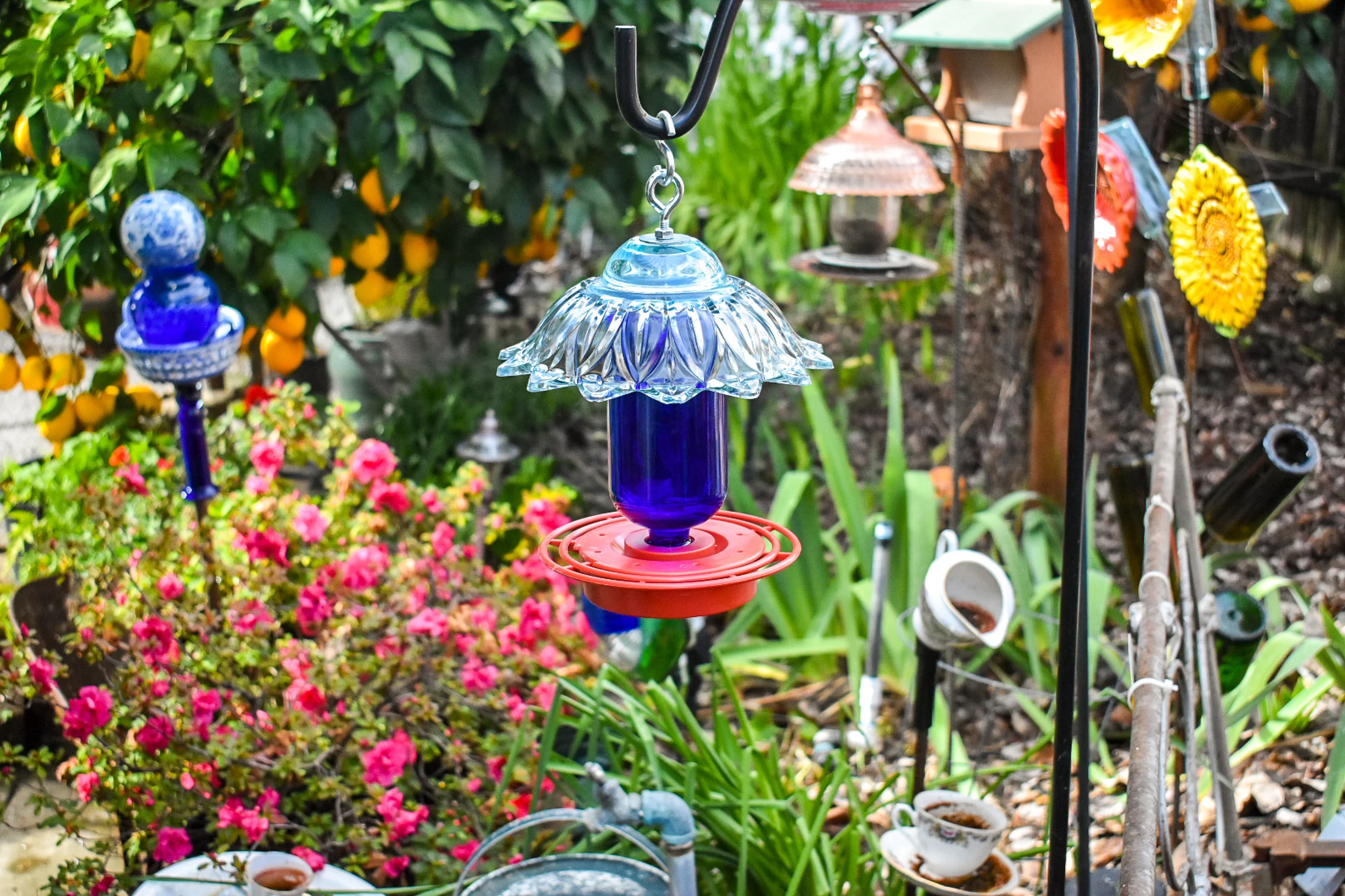 Hummingbird257g.jpg