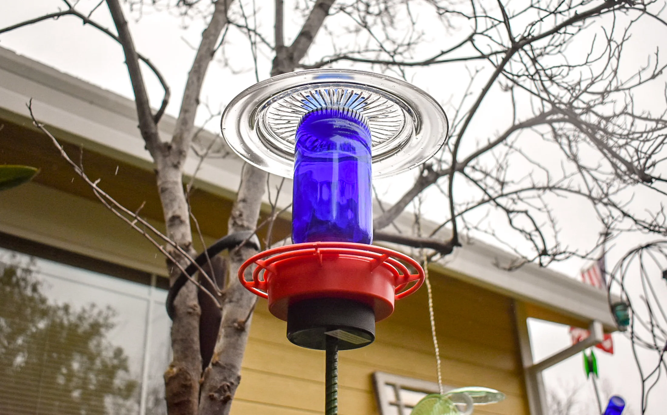 Hummingbird239e.jpg