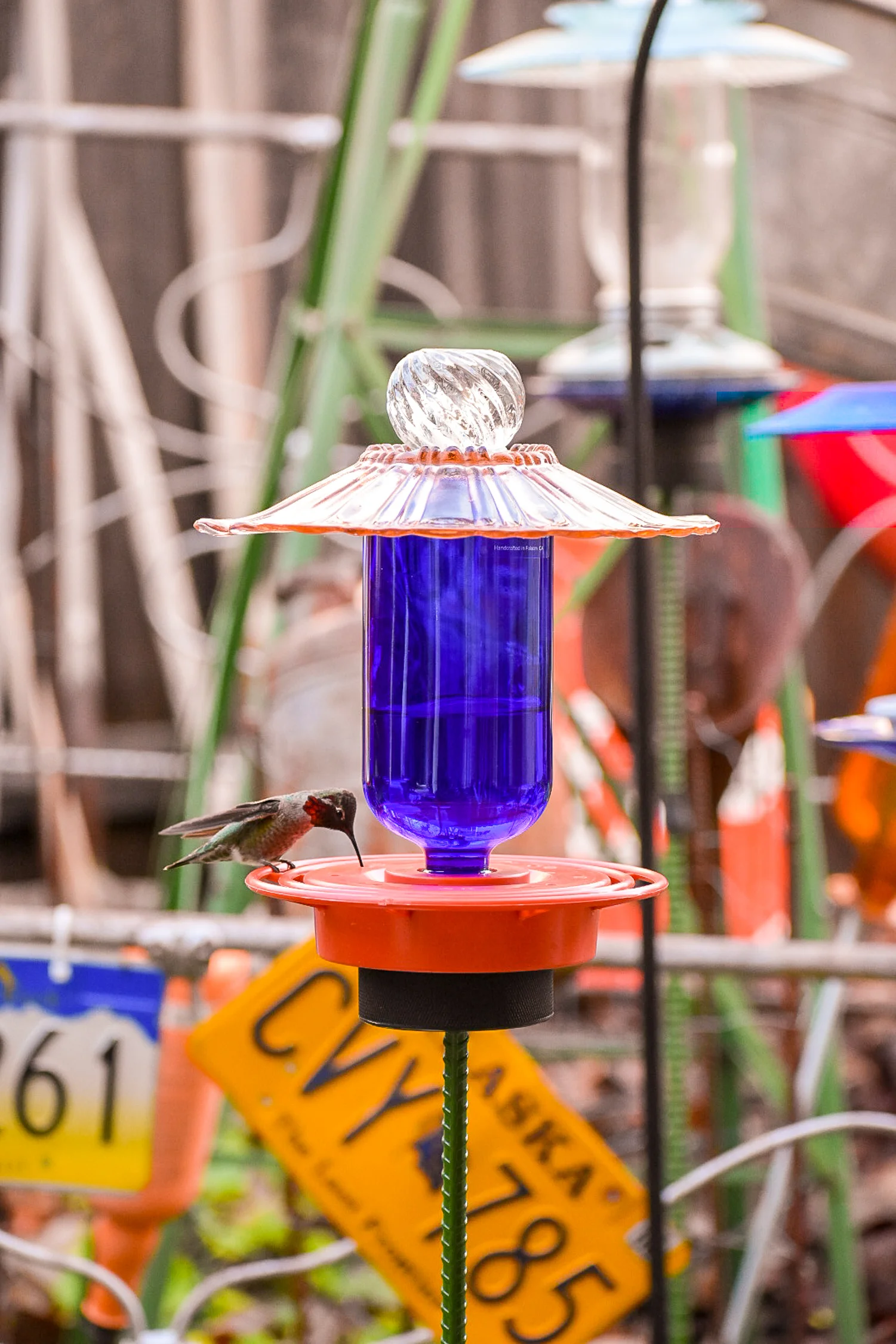 Hummingbird232e.jpg