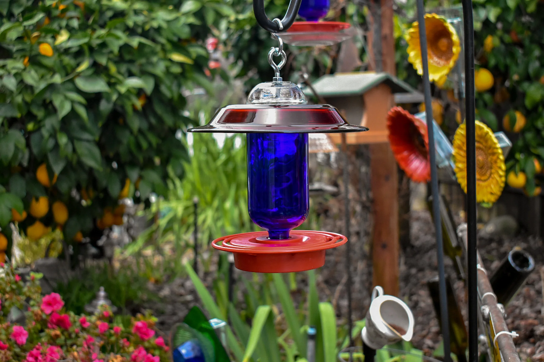 Hummingbird250e.jpg